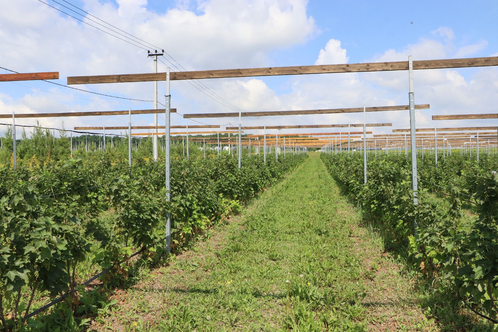 Сельское хозяйство, Серебряные Пруды, деревня Серково, Ягодная ферма, питомник, голубика, рододендрон,