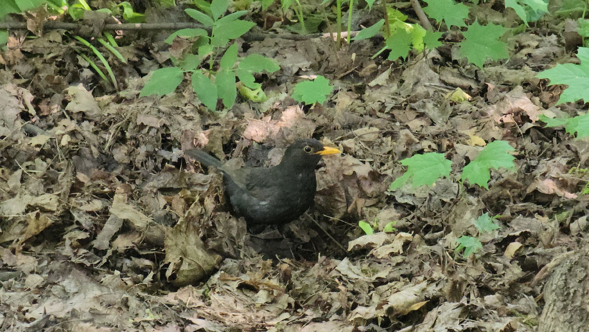 орнитология, городской парк, красногорск, парки подмосковья, птицы подмосковья,