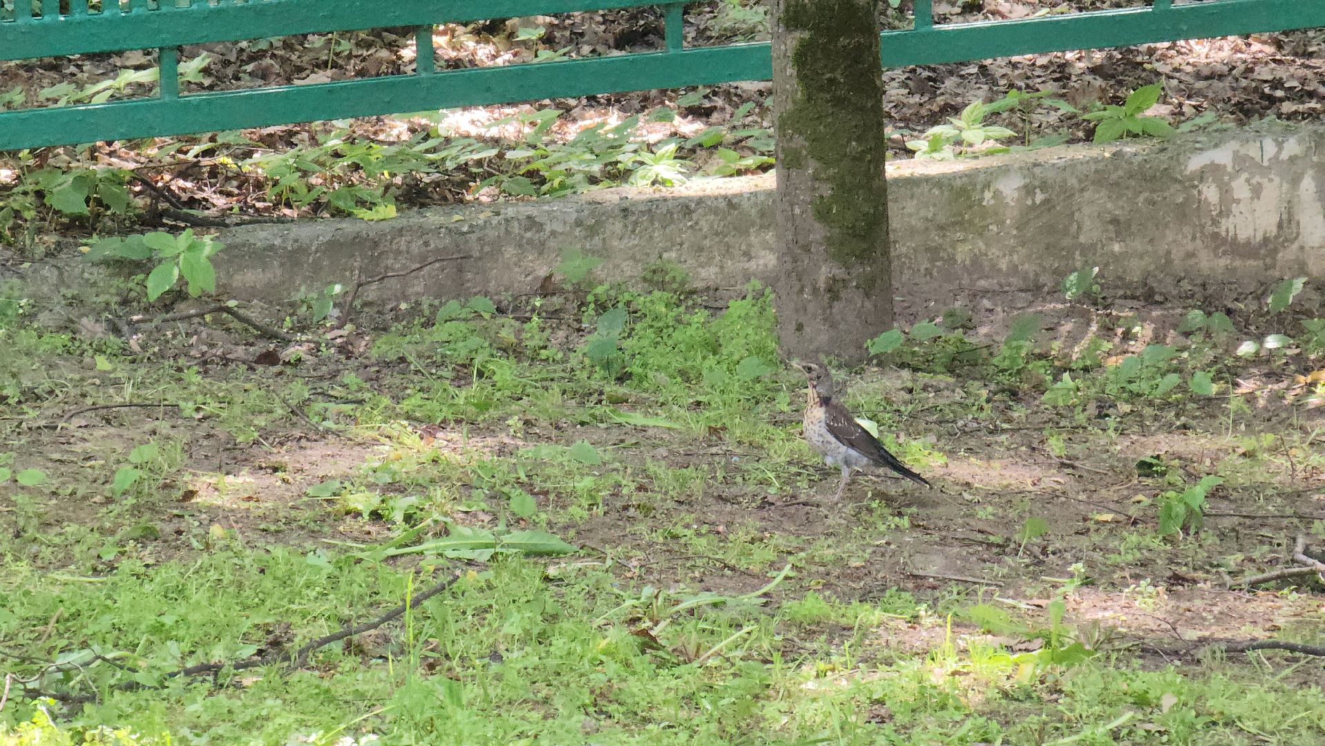 орнитология, городской парк, красногорск, парки подмосковья, птицы подмосковья,