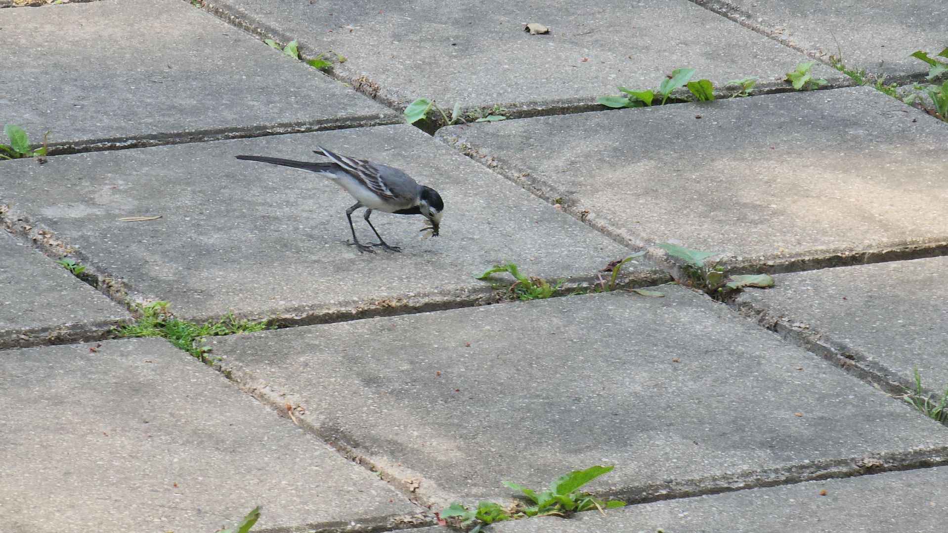орнитология, городской парк, красногорск, парки подмосковья, птицы подмосковья,