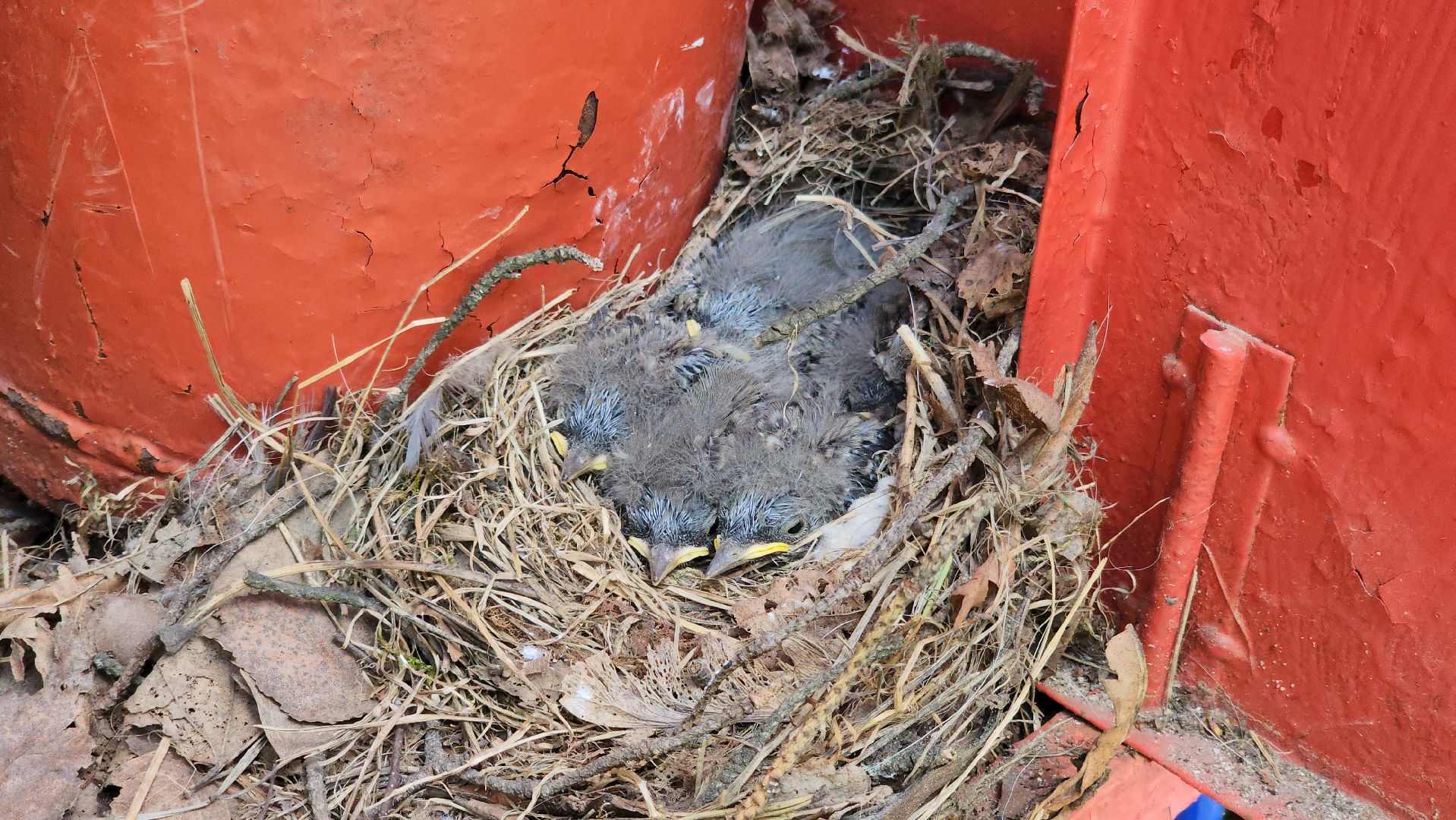 орнитология, городской парк, красногорск, парки подмосковья, птицы подмосковья,