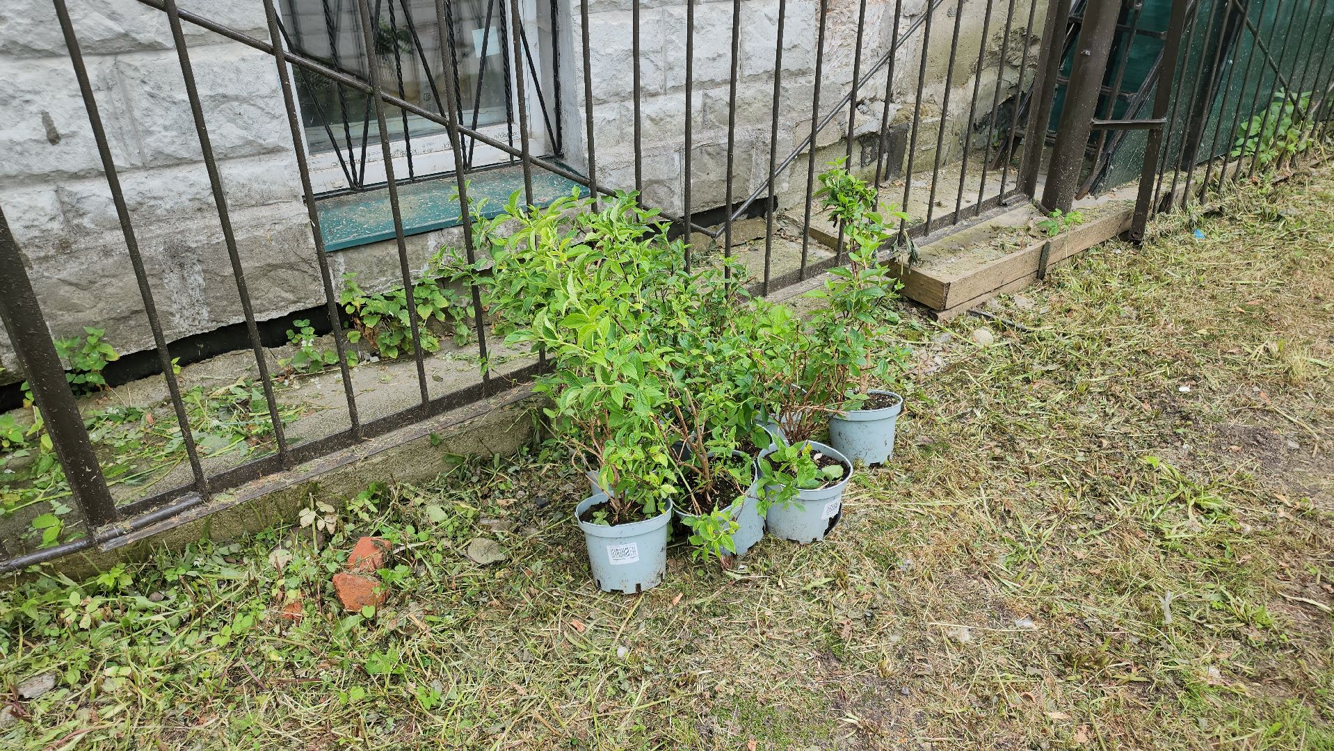 кашира, молодая гвардия, движение первых, высадка кустов, чубушник, следственный отдел, экологическая акция, волонтеры,