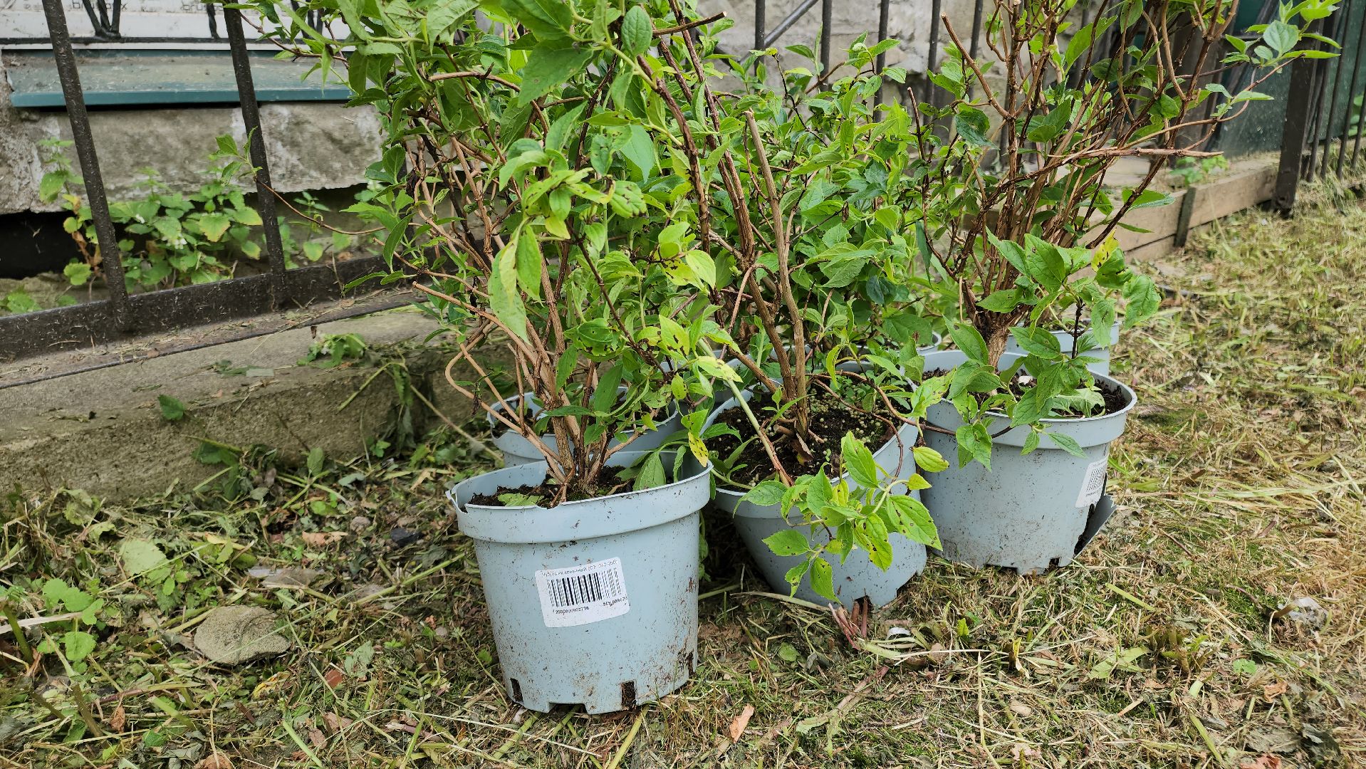 кашира, молодая гвардия, движение первых, высадка кустов, чубушник, следственный отдел, экологическая акция, волонтеры,