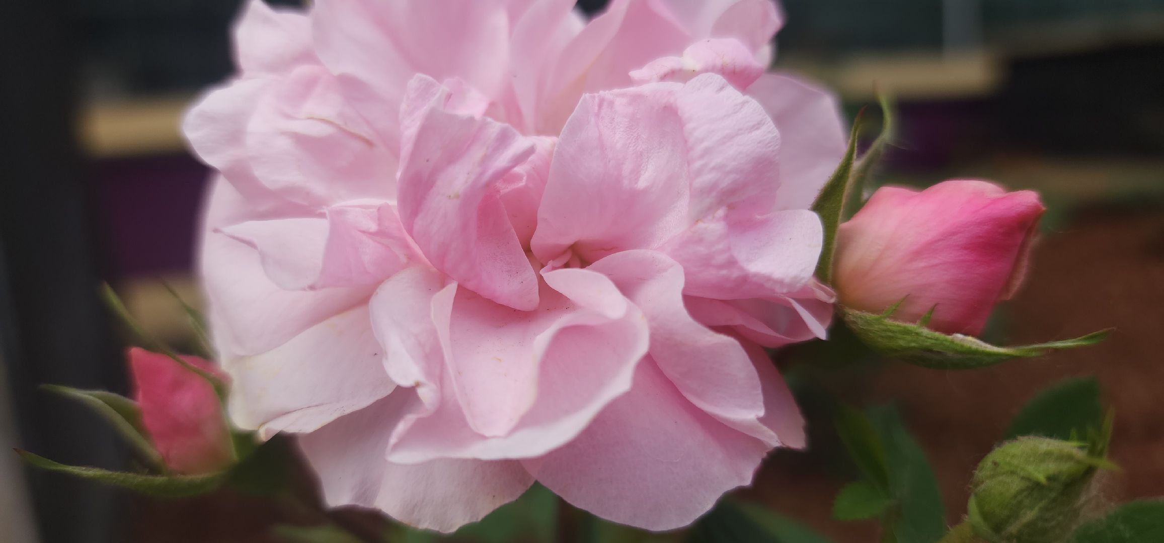 Звенигород, Психология, Общество,