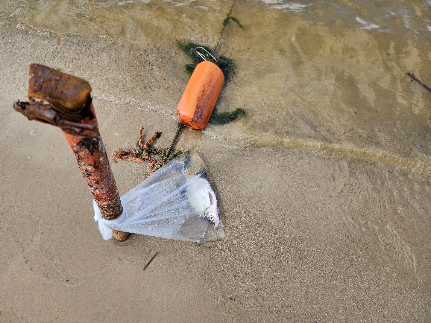 шатура, пляжный отдых, отдых в подмосковье, семейный отдых, отдых у воды, пляжный отдых, пляжный сезон,