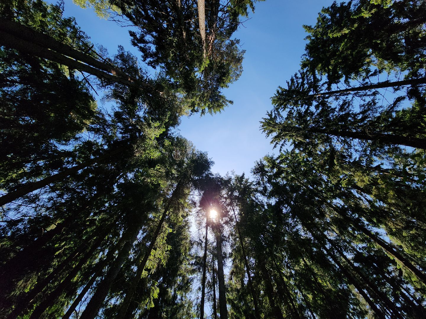 лес, пожарная безопасность, пожарная безопасность в лесу, руза, экология, рузский городской округ, московская область,