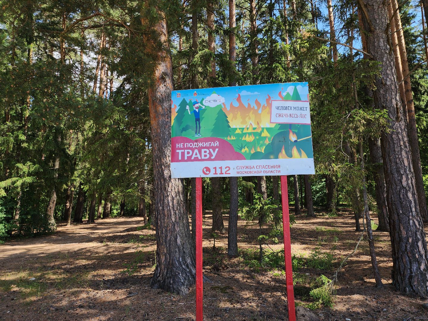 лес, пожарная безопасность, пожарная безопасность в лесу, руза, экология, рузский городской округ, московская область,
