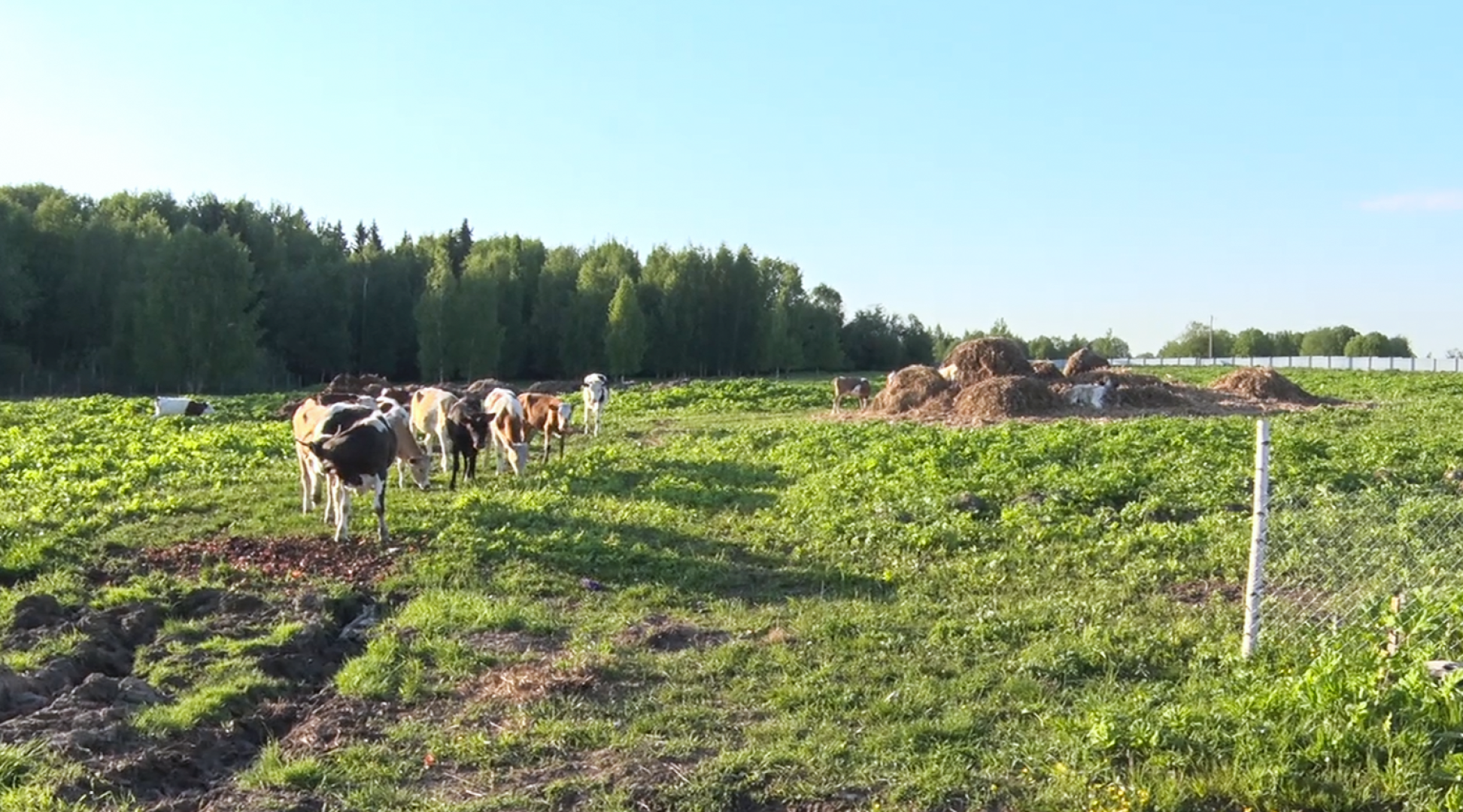 Клин, общество, экономика, подмосковье, сыры,