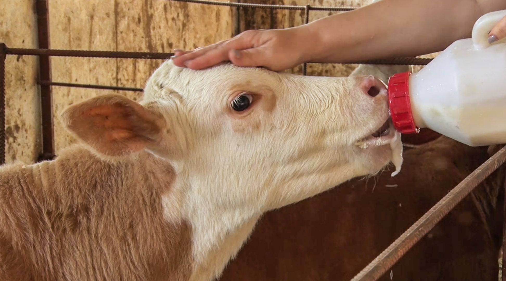 Клин, общество, экономика, подмосковье, сыры,