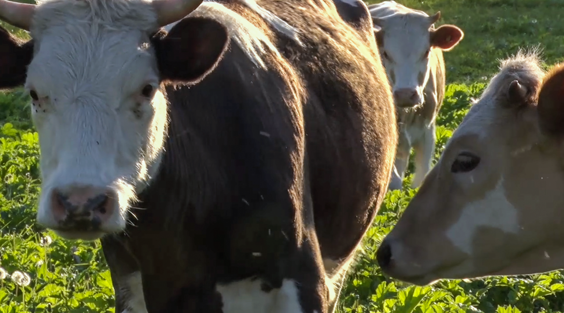 Клин, общество, экономика, подмосковье, сыры,