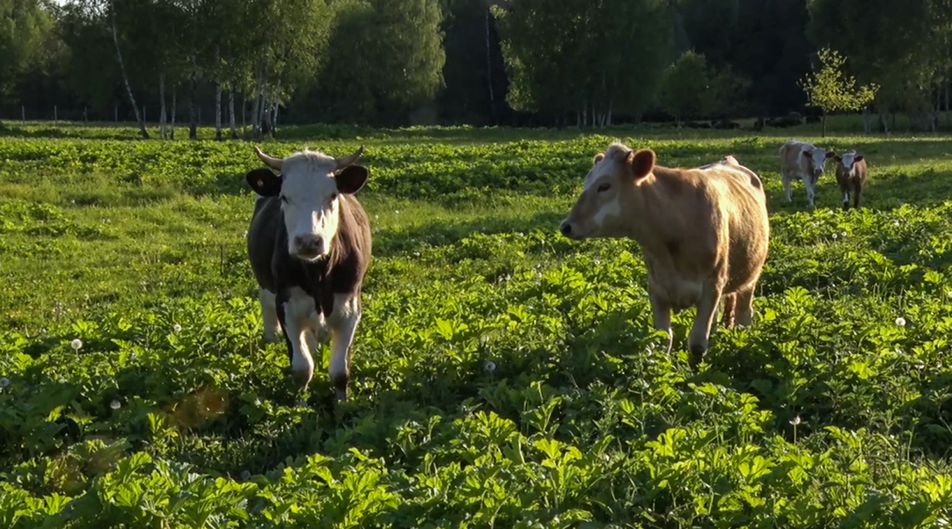 Клин, общество, экономика, подмосковье, сыры,