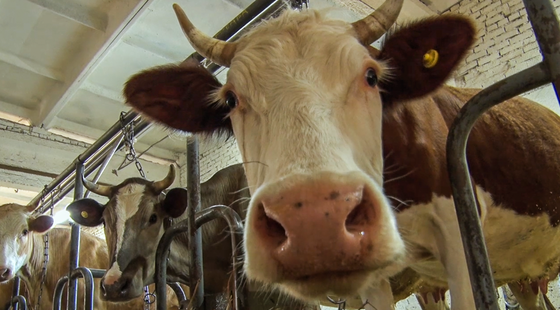 Клин, общество, экономика, подмосковье, сыры,