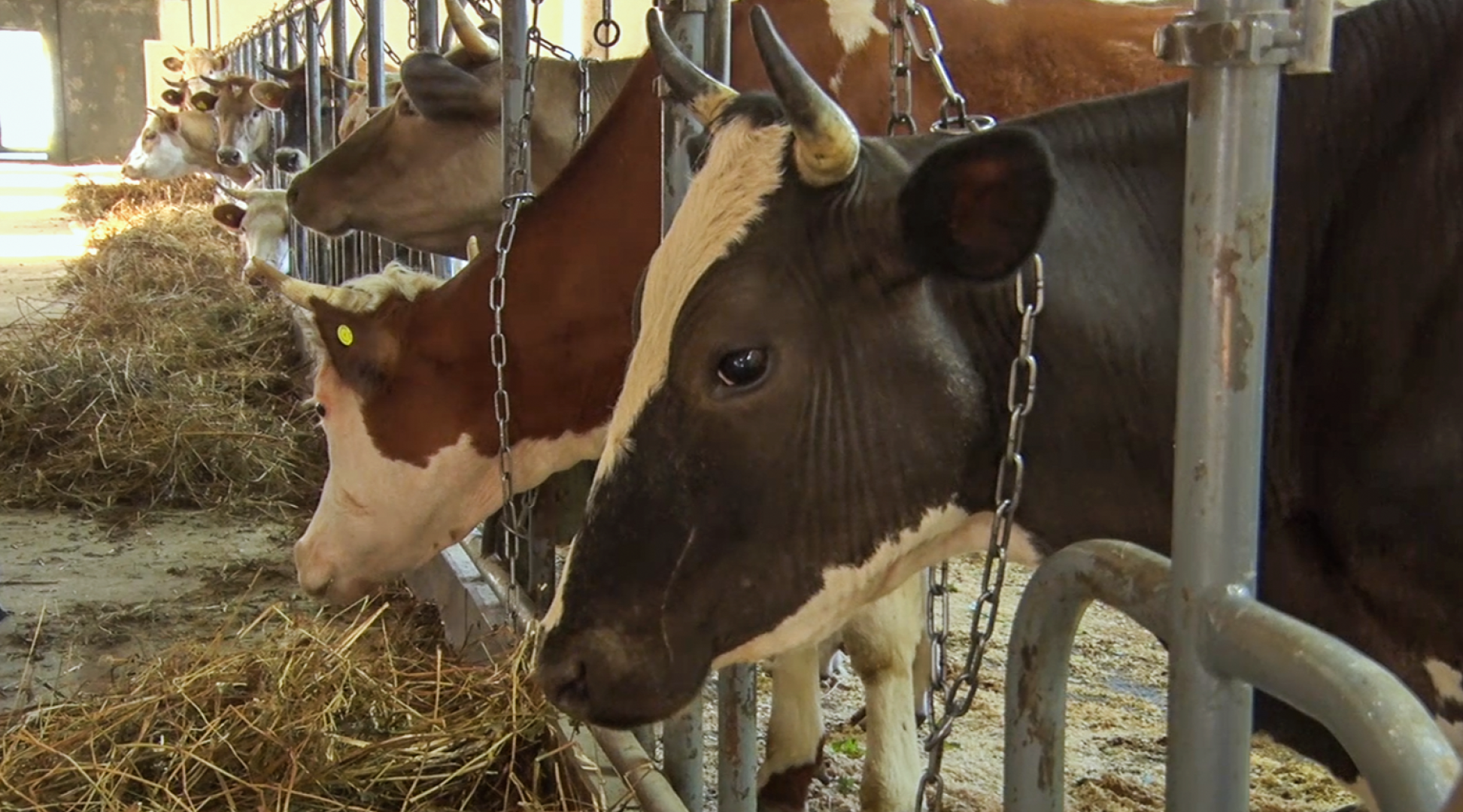 Клин, общество, экономика, подмосковье, сыры,