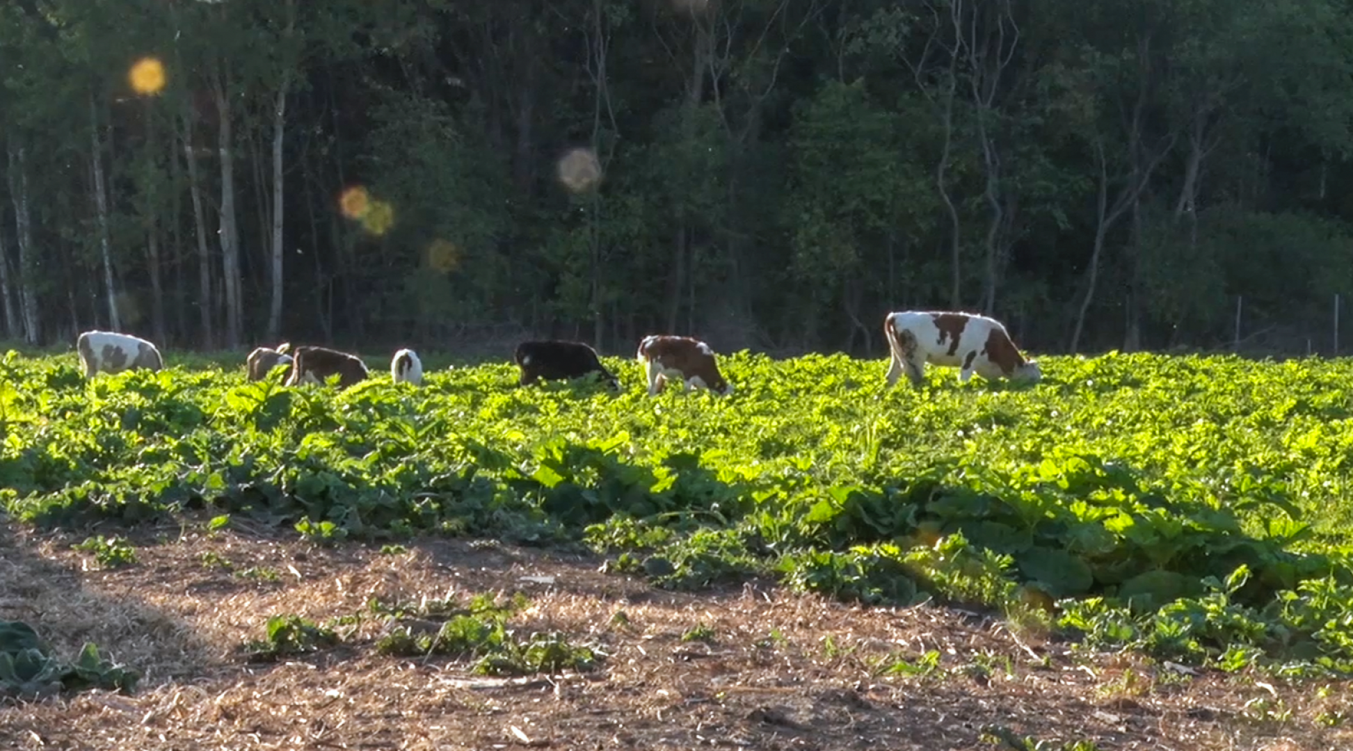 Клин, общество, экономика, подмосковье, сыры,