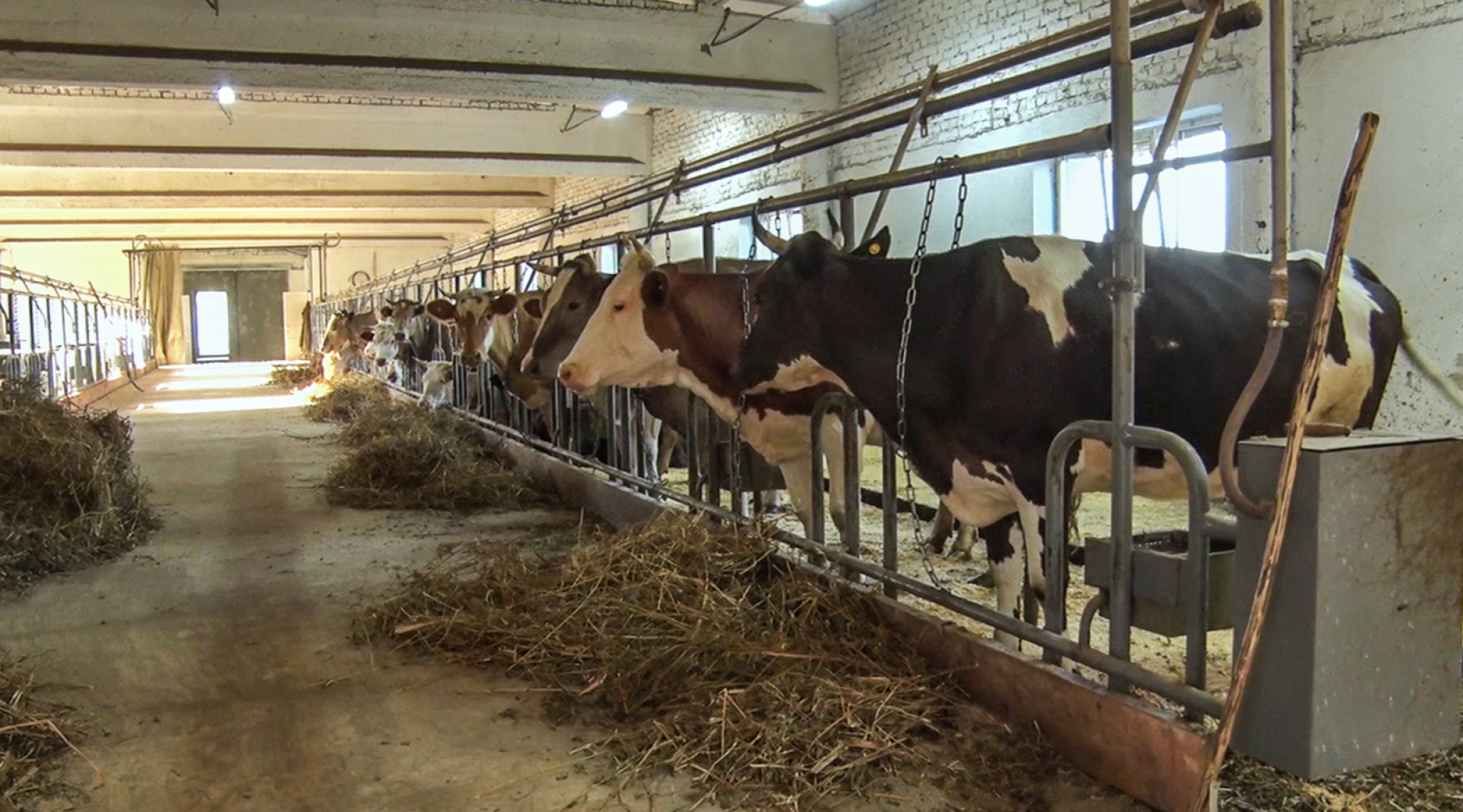 Клин, общество, экономика, подмосковье, сыры,