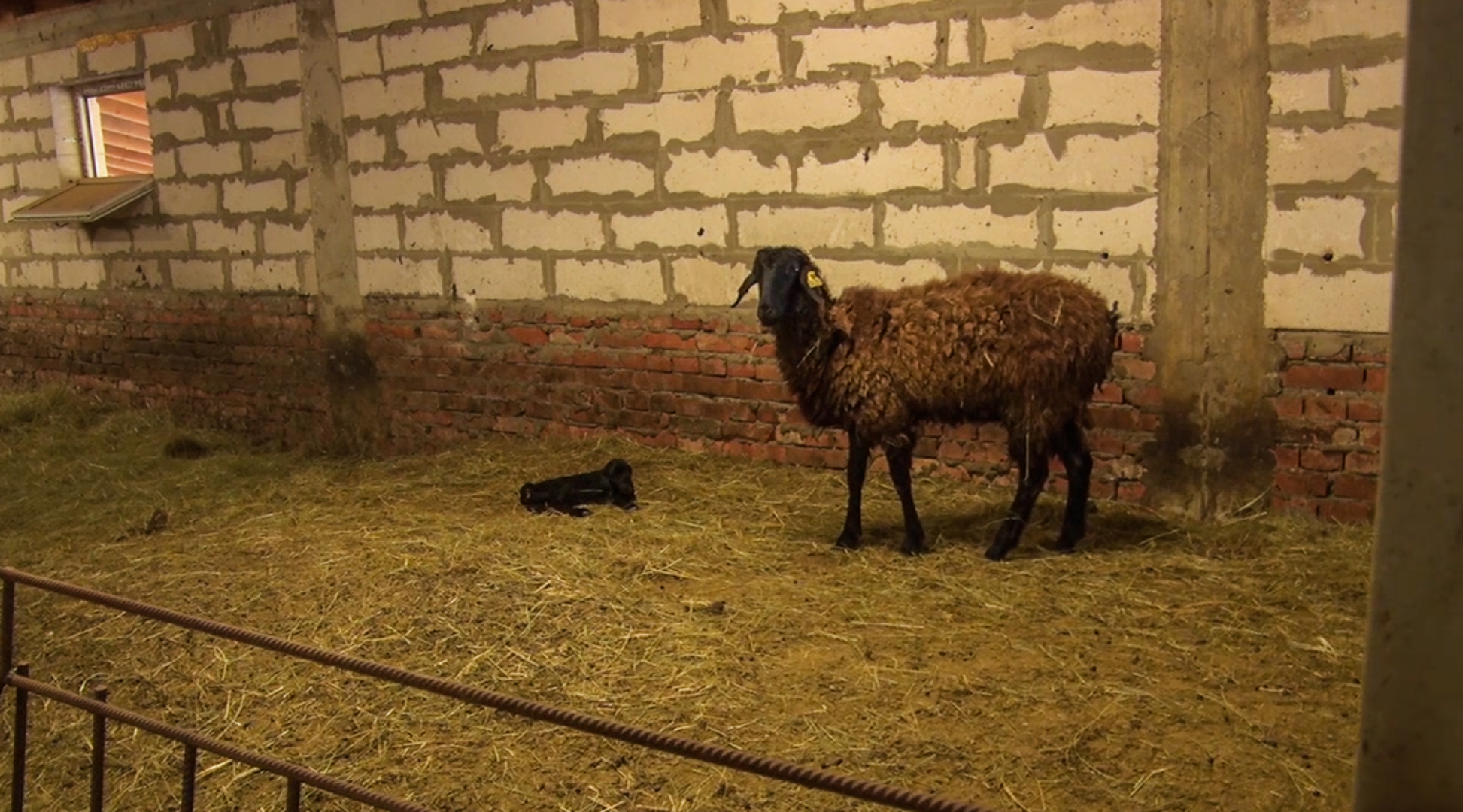 Клин, общество, экономика, подмосковье, сыры,