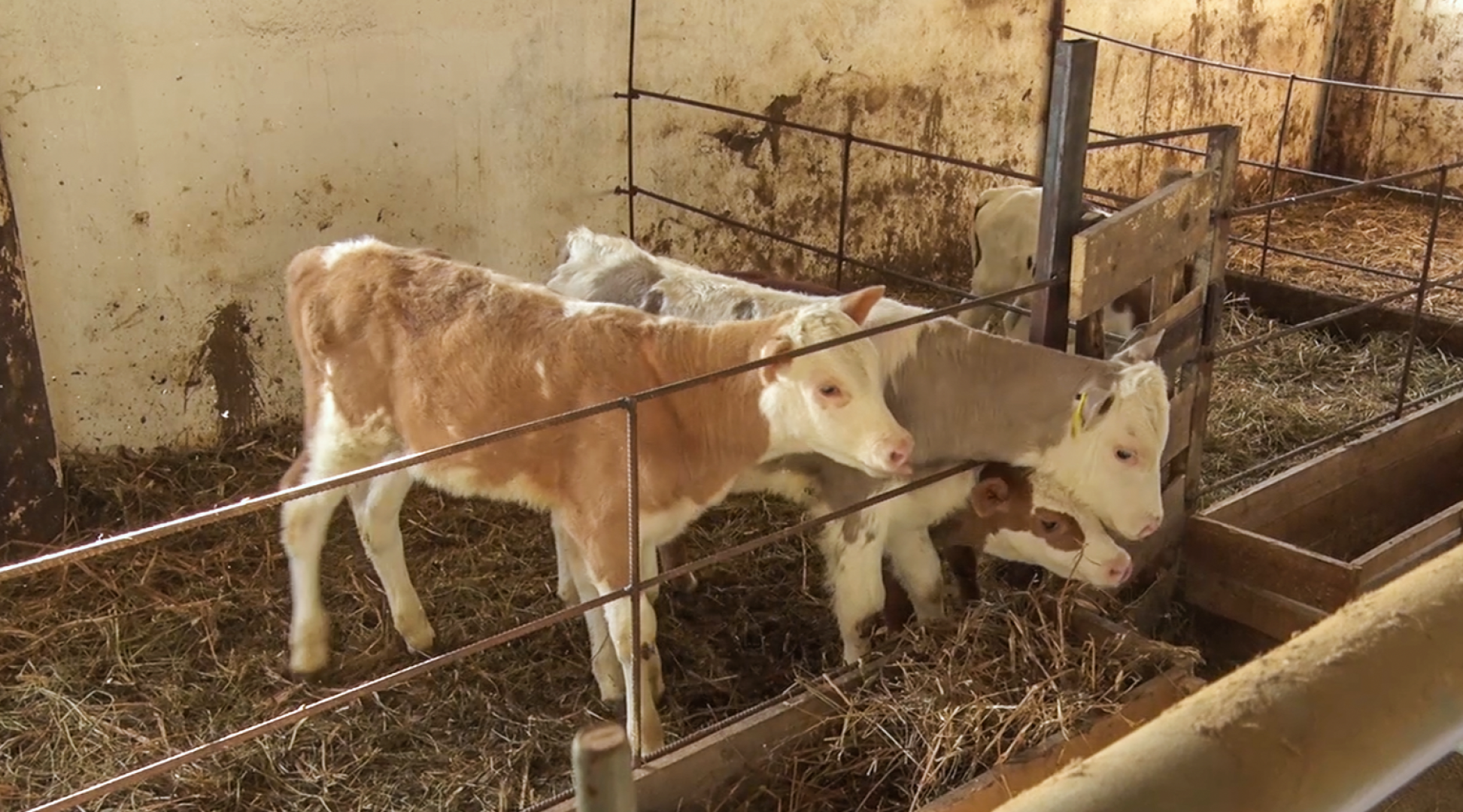 Клин, общество, экономика, подмосковье, сыры,