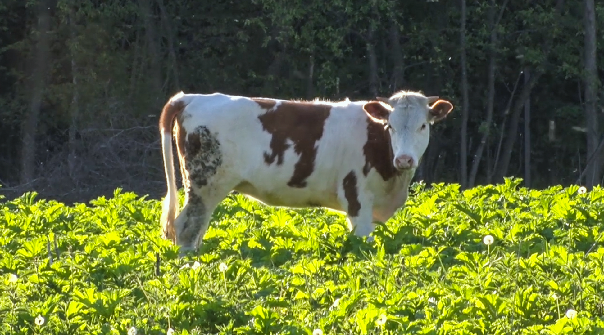 Клин, общество, экономика, подмосковье, сыры,