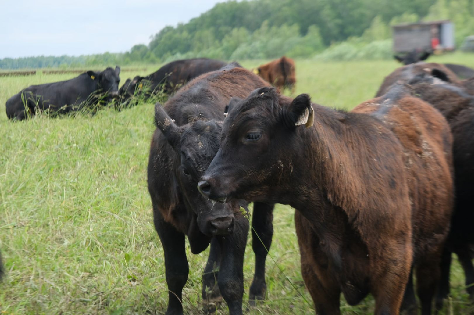 пущино, серпухов, экономика, импортозамещение,