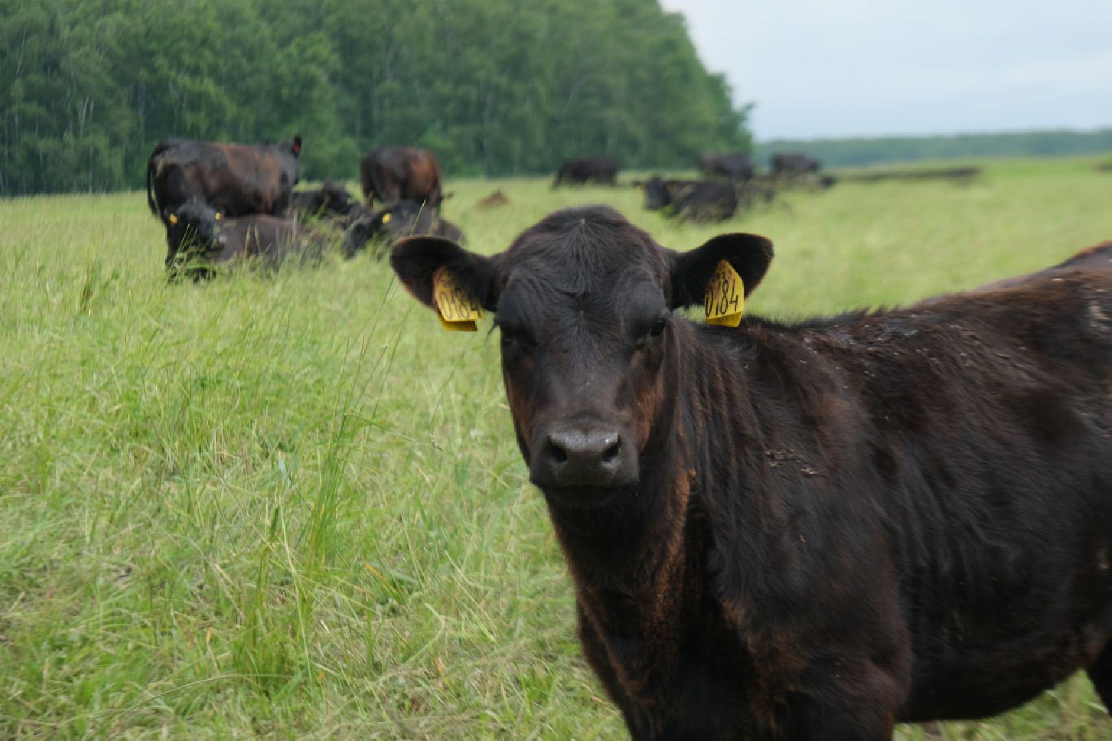 пущино, серпухов, экономика, импортозамещение,
