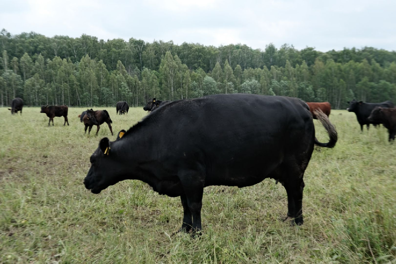 пущино, серпухов, экономика, импортозамещение,