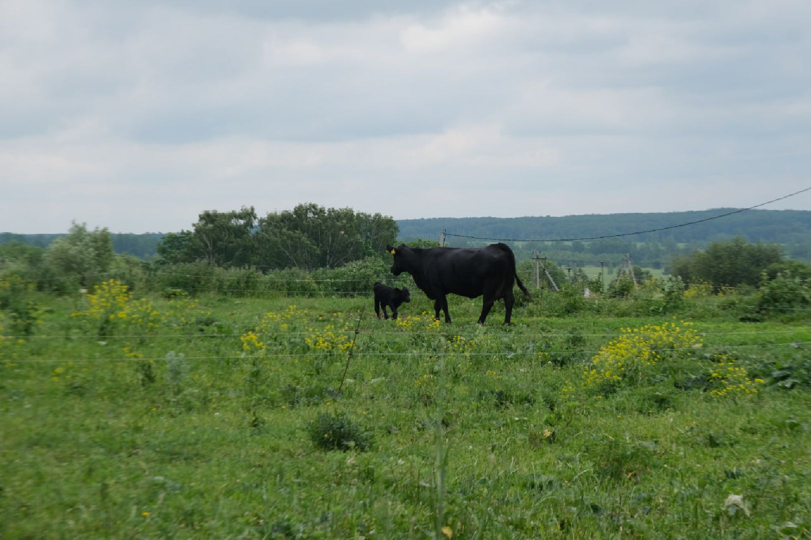 пущино, серпухов, экономика, импортозамещение,