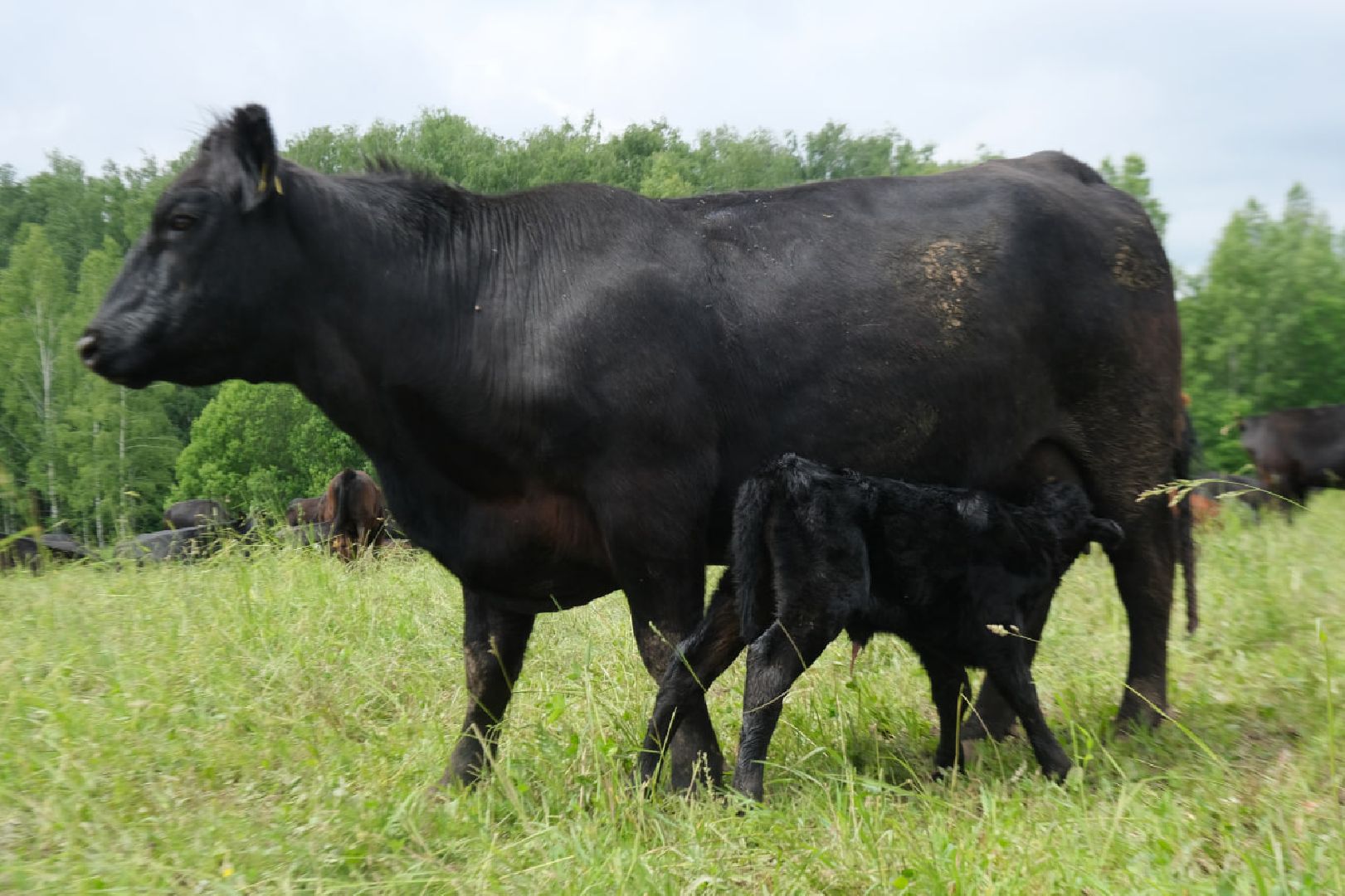пущино, серпухов, экономика, импортозамещение,