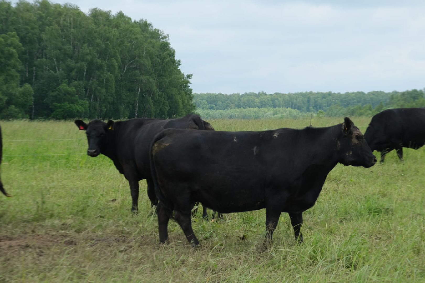 пущино, серпухов, экономика, импортозамещение,