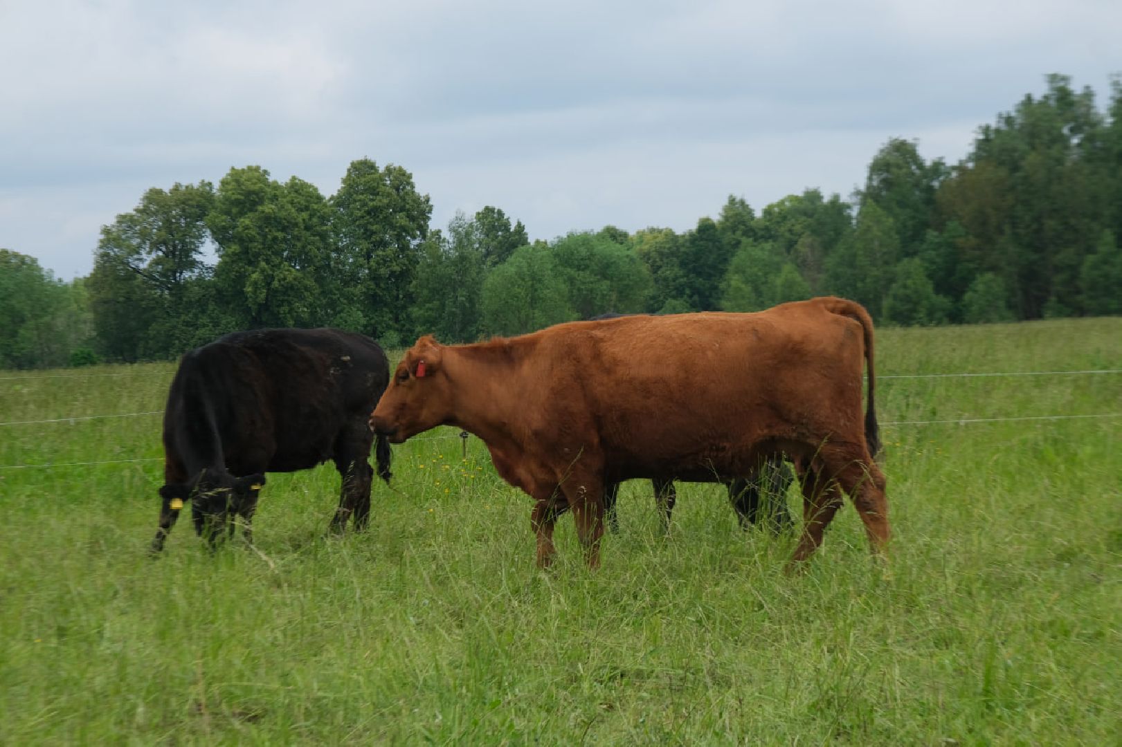 пущино, серпухов, экономика, импортозамещение,