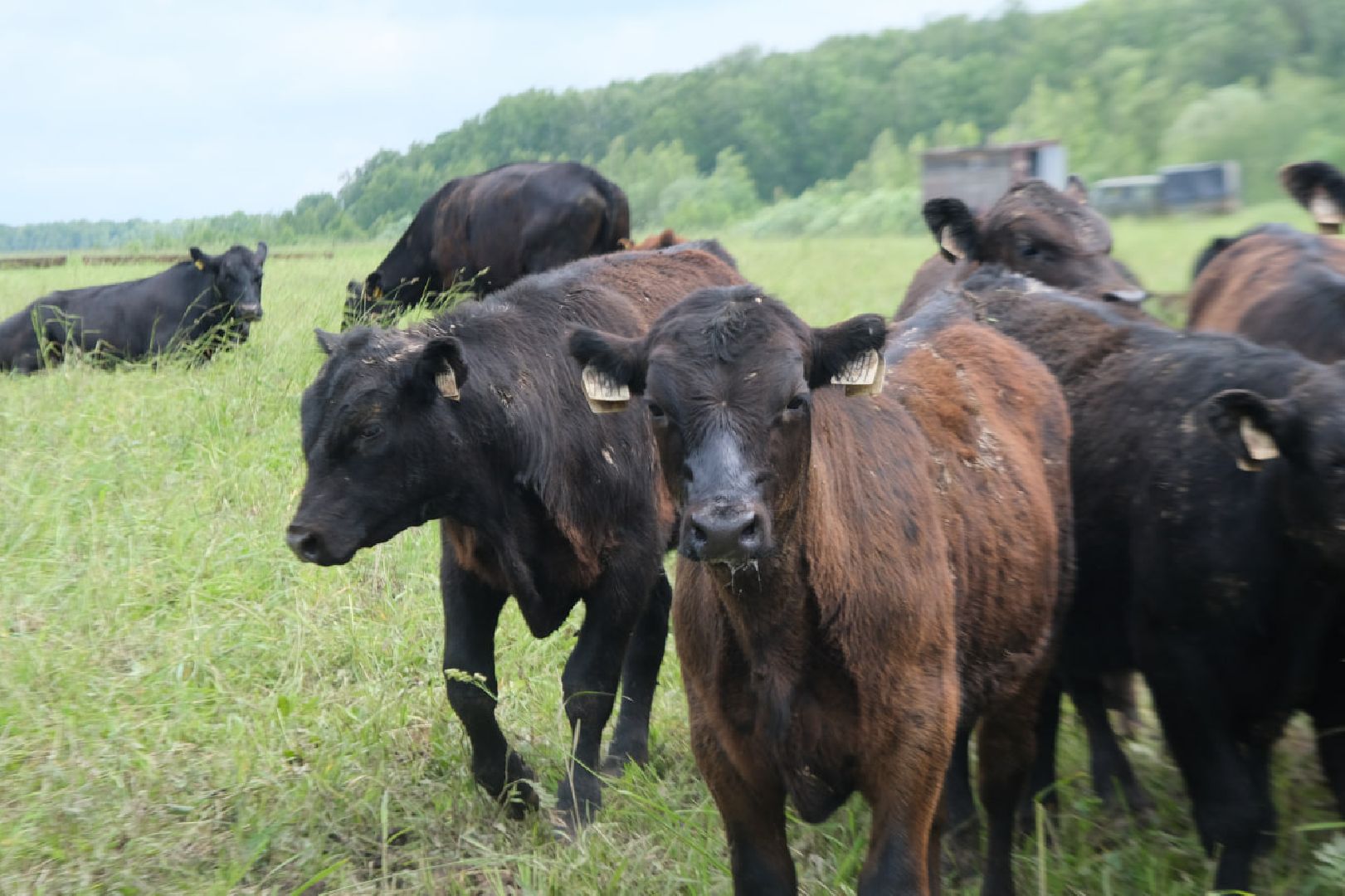 пущино, серпухов, экономика, импортозамещение,