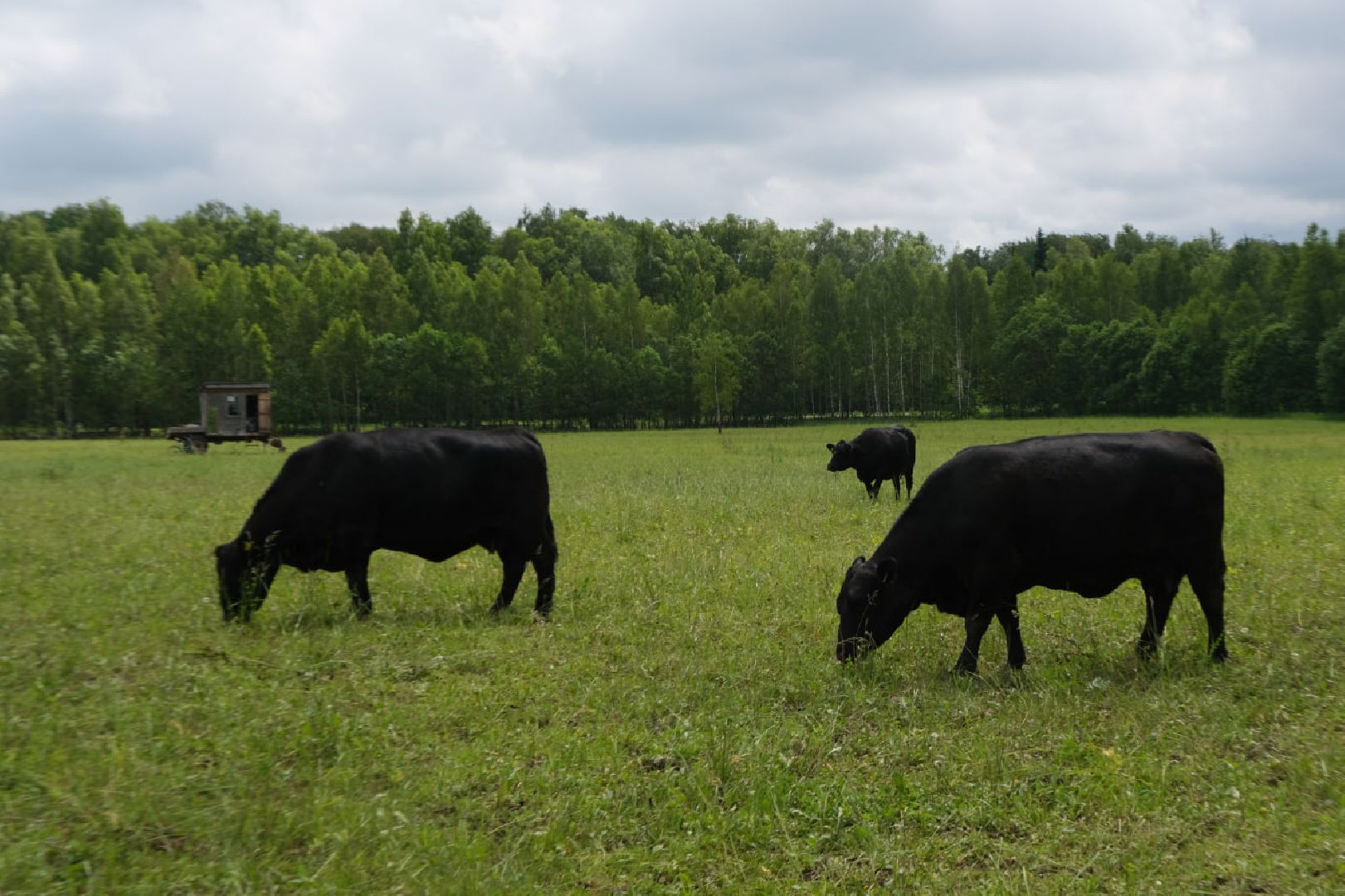 пущино, серпухов, экономика, импортозамещение,
