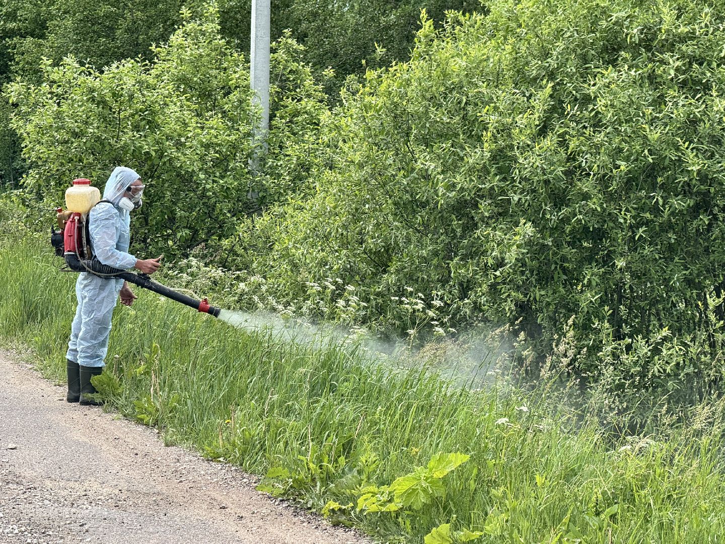 шаховская, борщевик, борщевик сосновского, борьба с борщевиком,