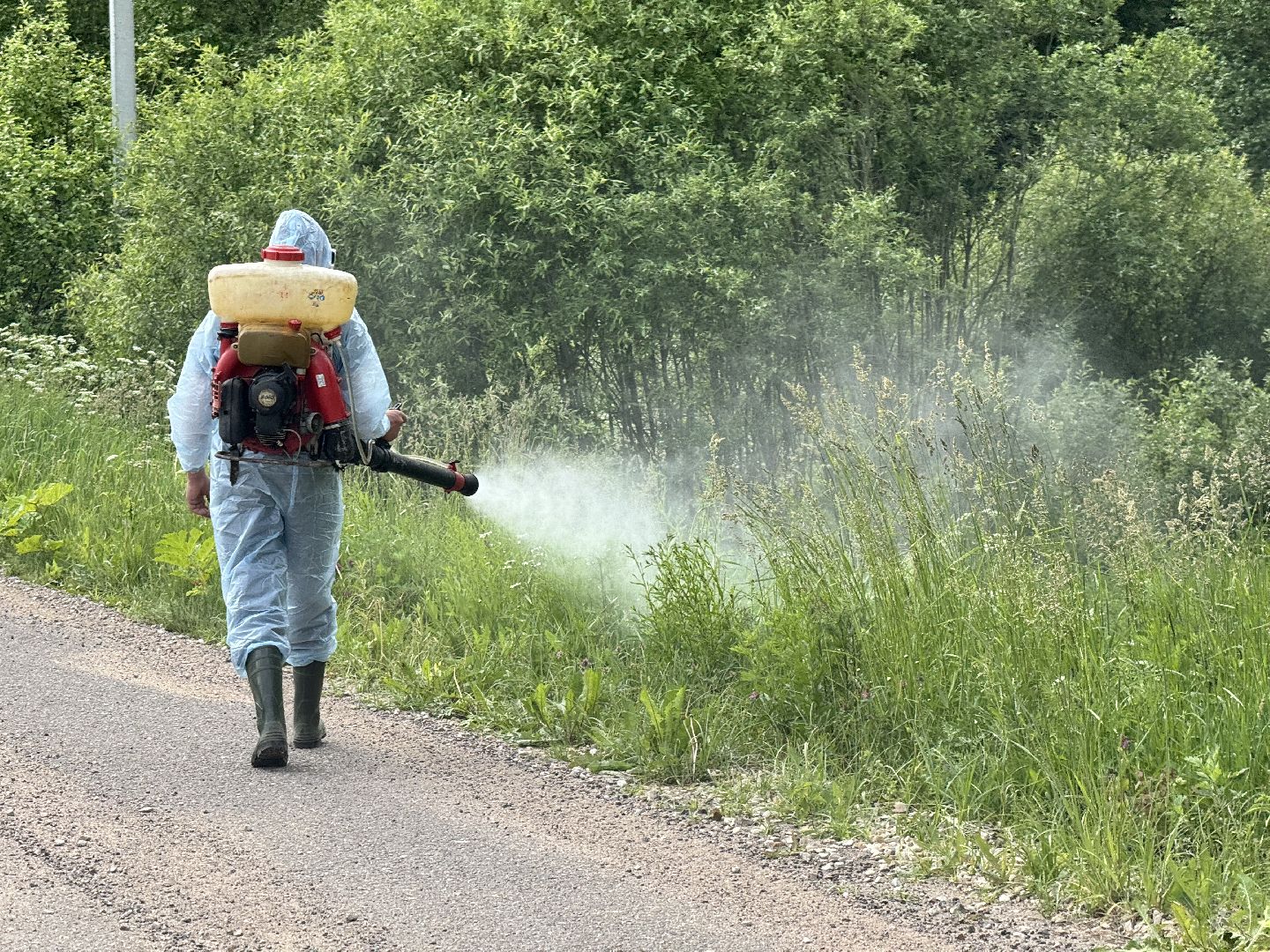 шаховская, борщевик, борщевик сосновского, борьба с борщевиком,