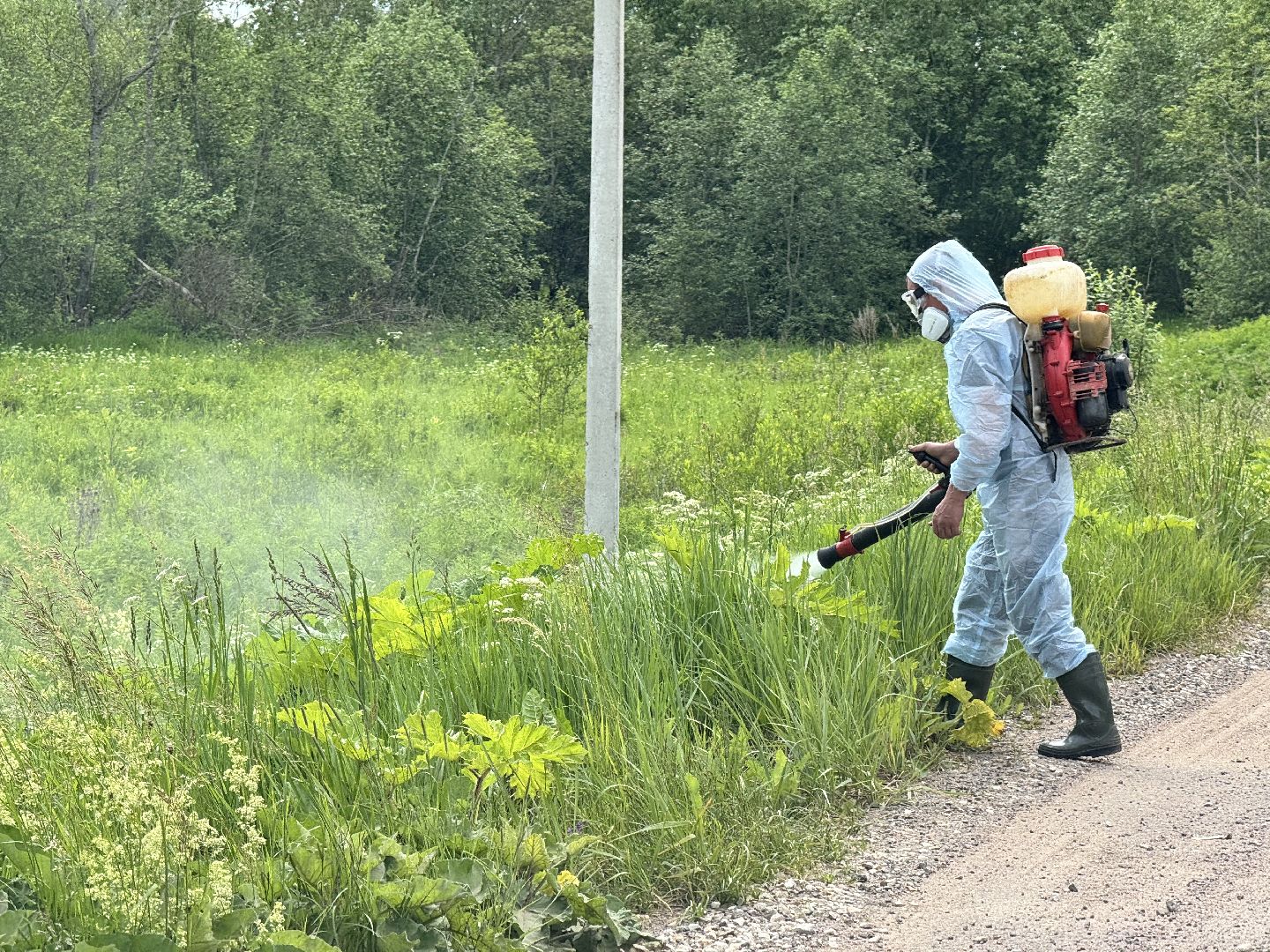 шаховская, борщевик, борщевик сосновского, борьба с борщевиком,