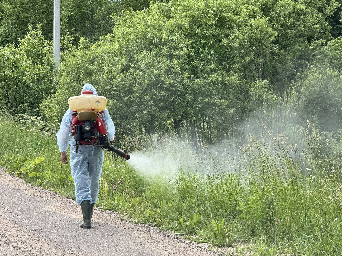 шаховская, борщевик, борщевик сосновского, борьба с борщевиком,