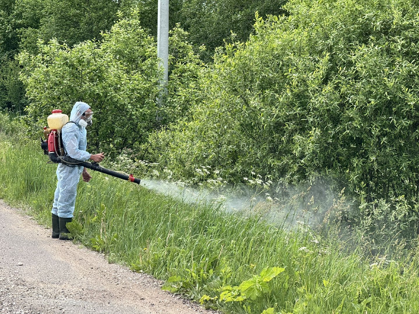 шаховская, борщевик, борщевик сосновского, борьба с борщевиком,