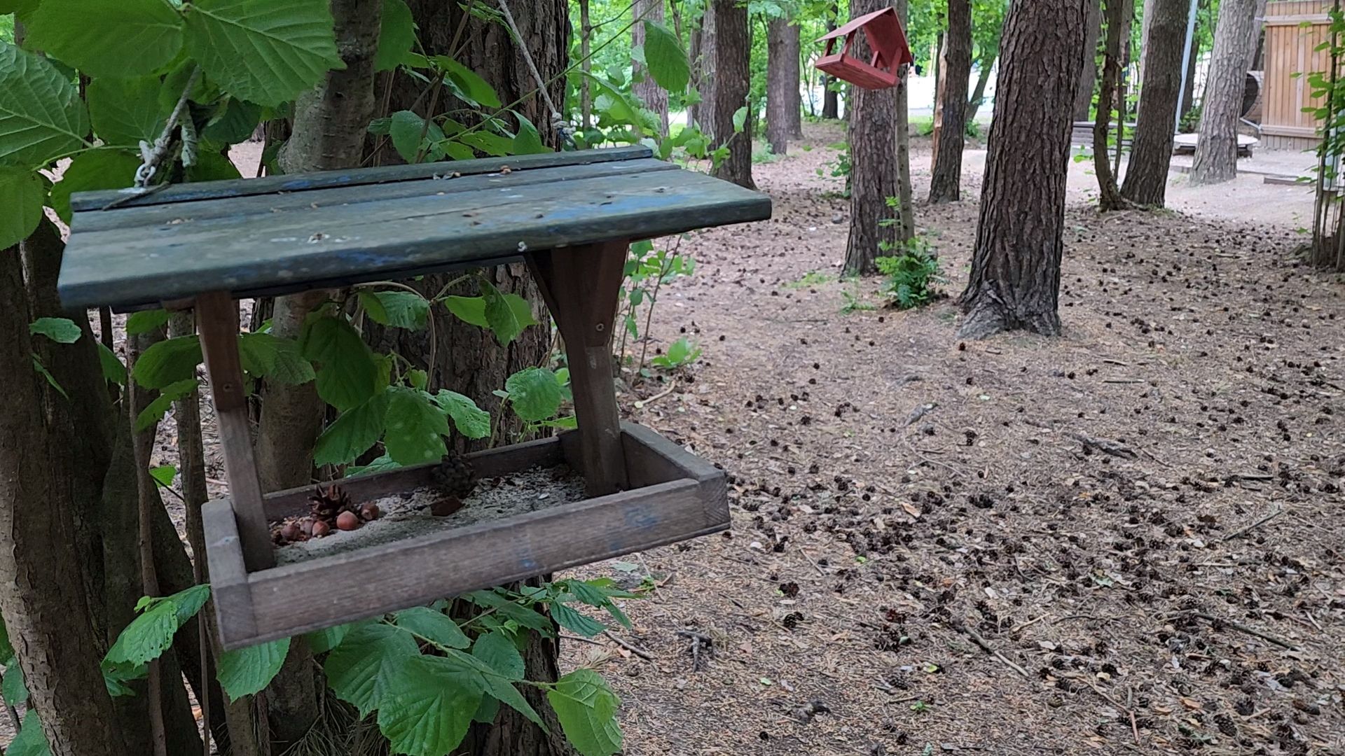 одинцово, парк, птицы, утки, белки, корм, экология,