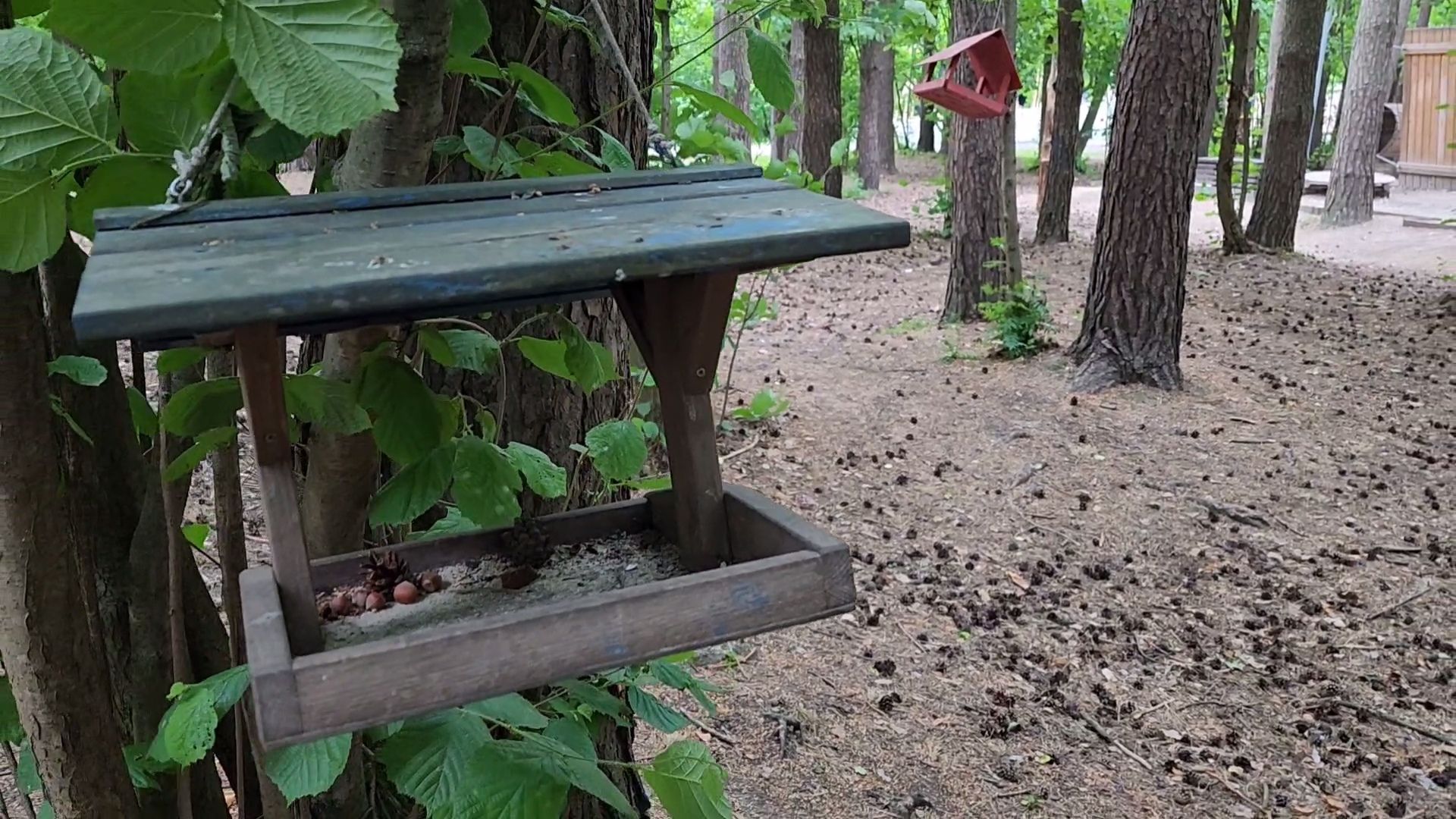 одинцово, парк, птицы, утки, белки, корм, экология,