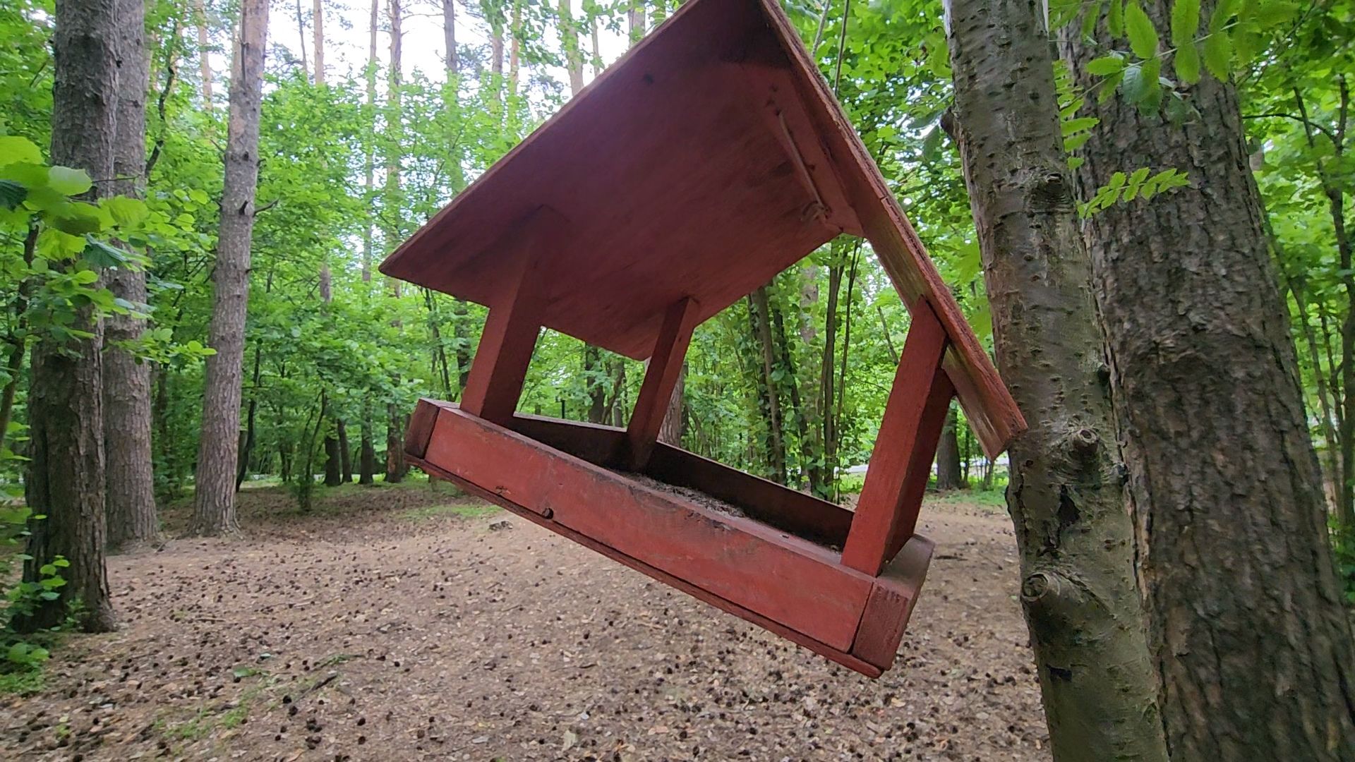 одинцово, парк, птицы, утки, белки, корм, экология,