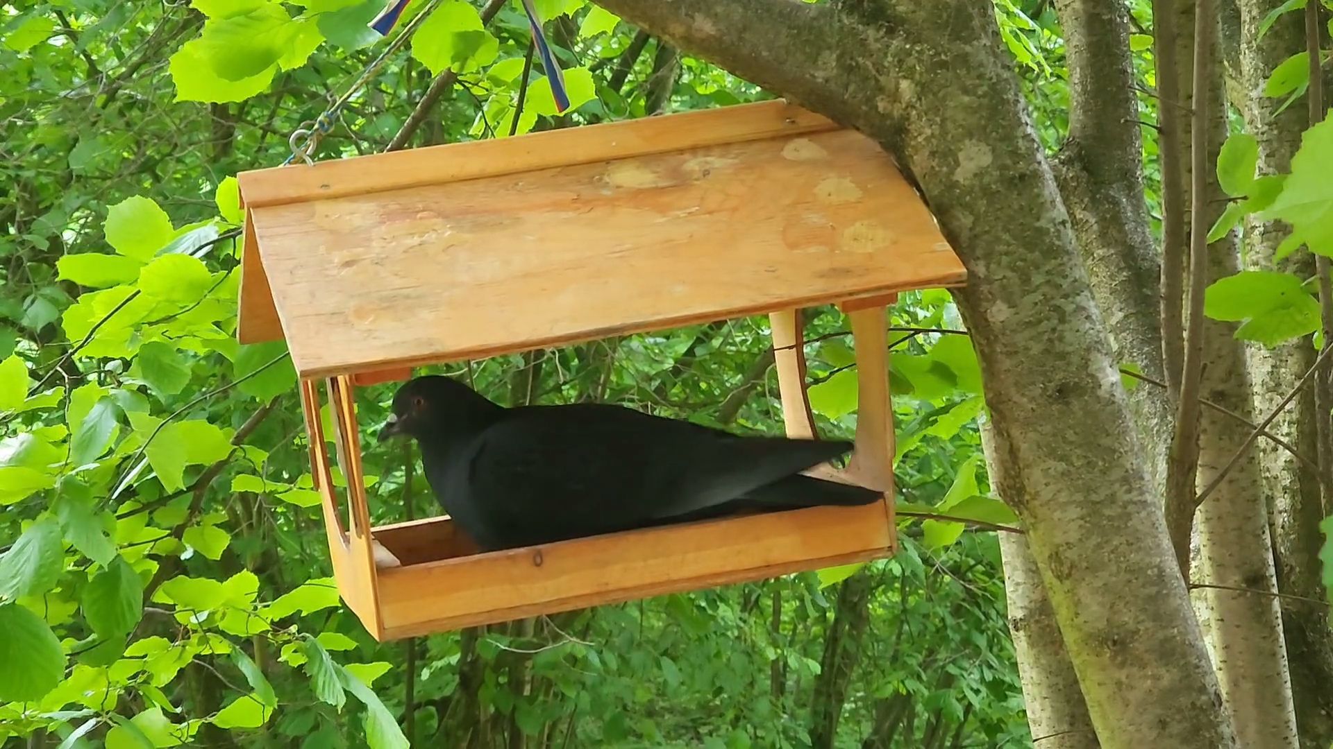 одинцово, парк, птицы, утки, белки, корм, экология,