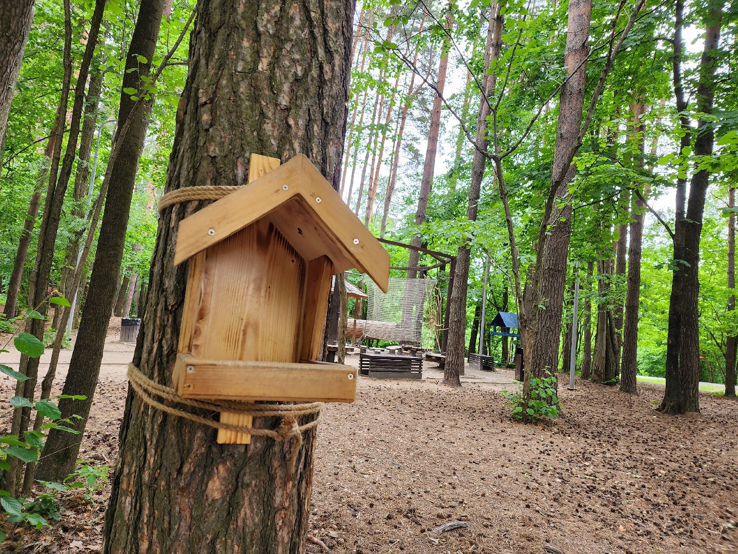 одинцово, парк, птицы, утки, белки, корм, экология,