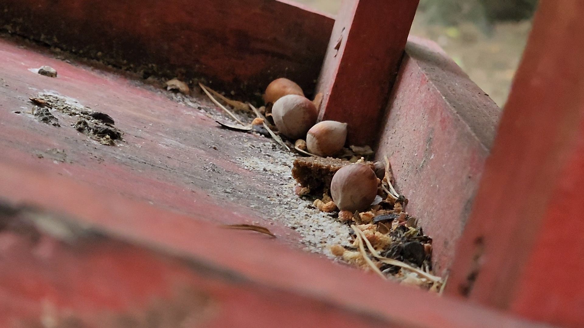 одинцово, парк, птицы, утки, белки, корм, экология,