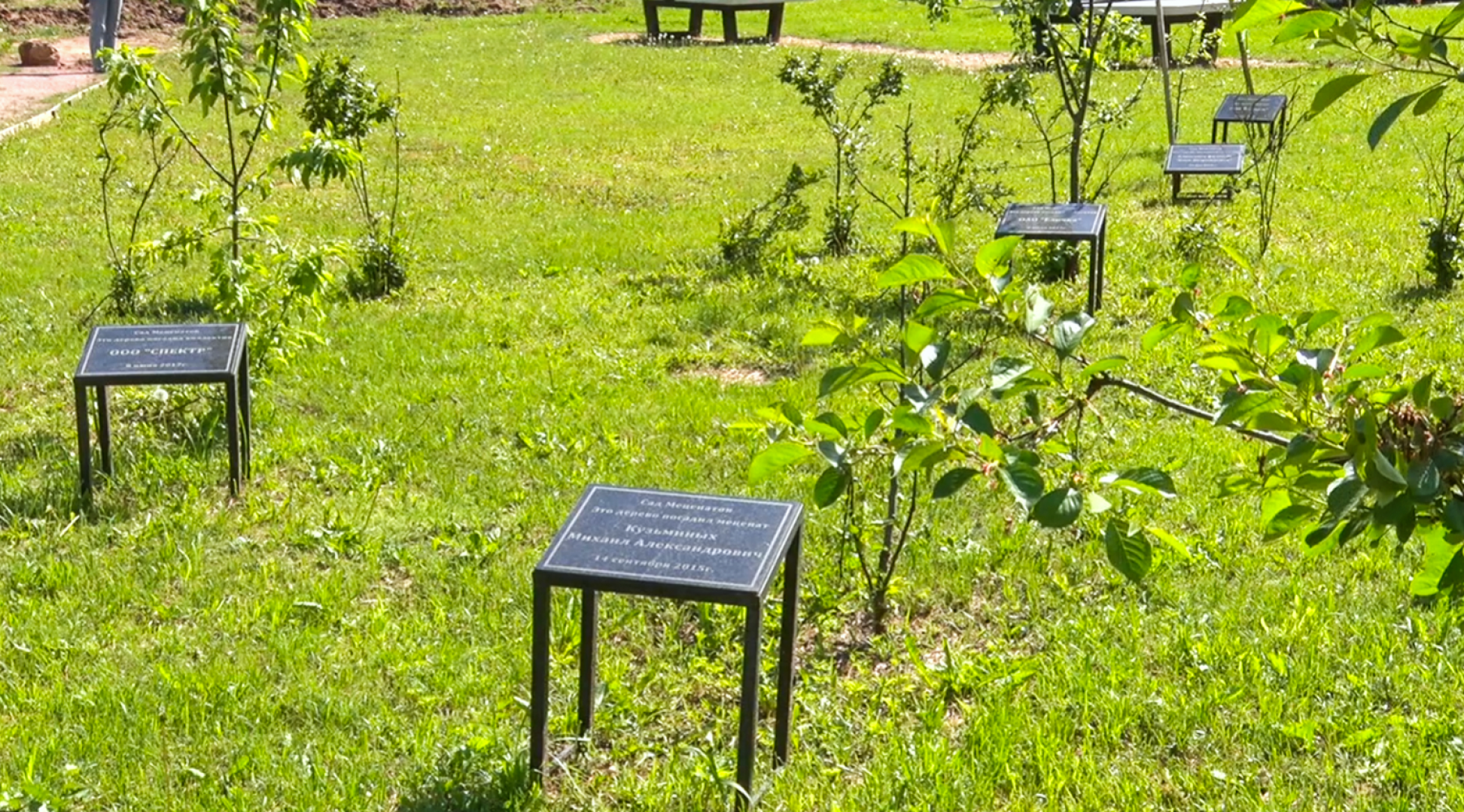 Клин, общество, благоустройство, деревья, сады,