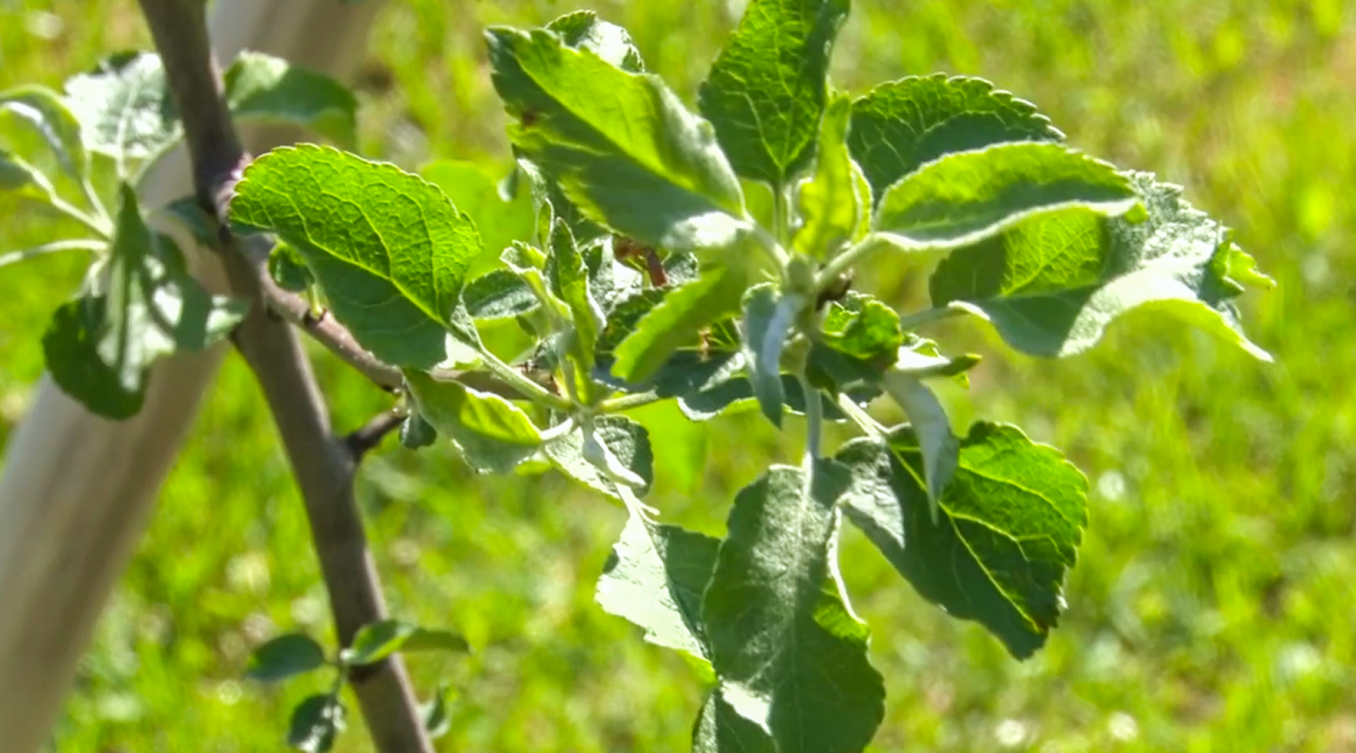 Клин, общество, благоустройство, деревья, сады,