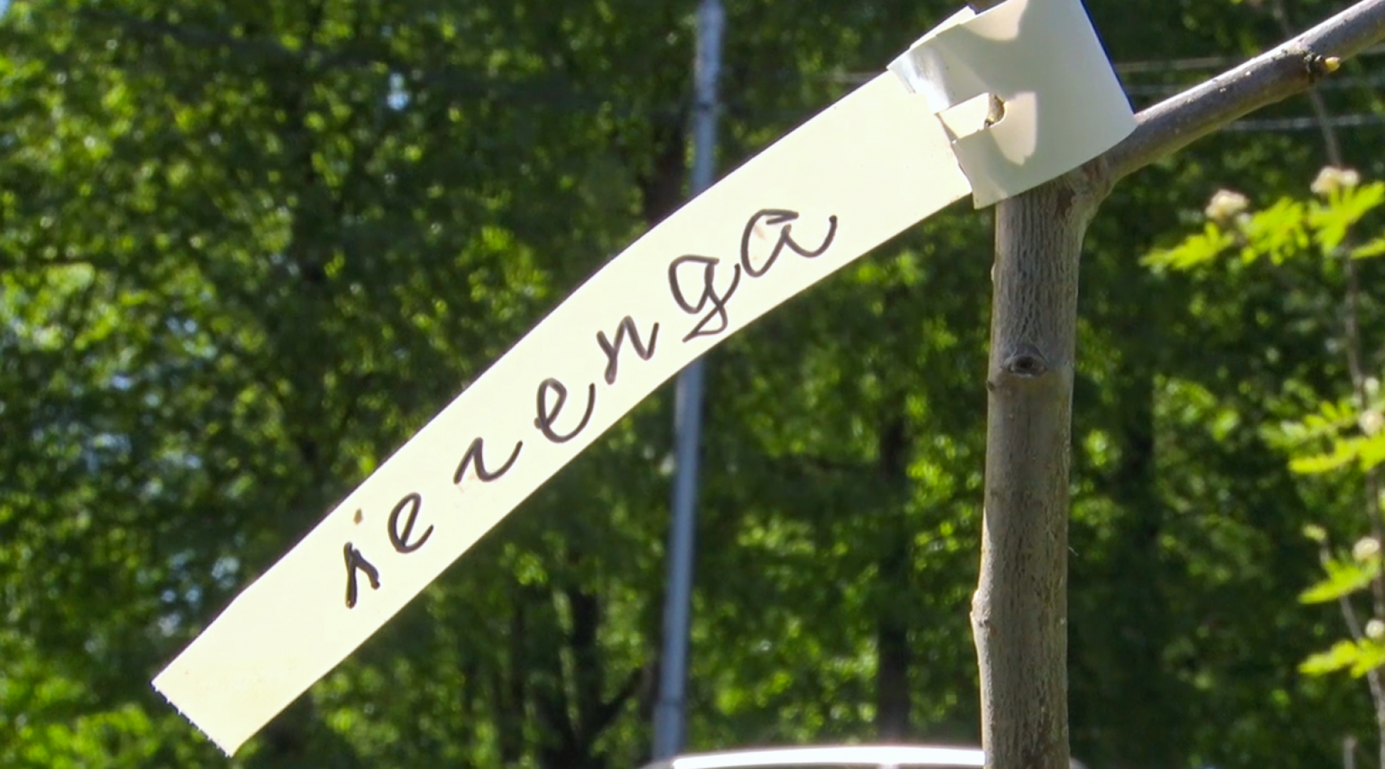 Клин, общество, благоустройство, деревья, сады,