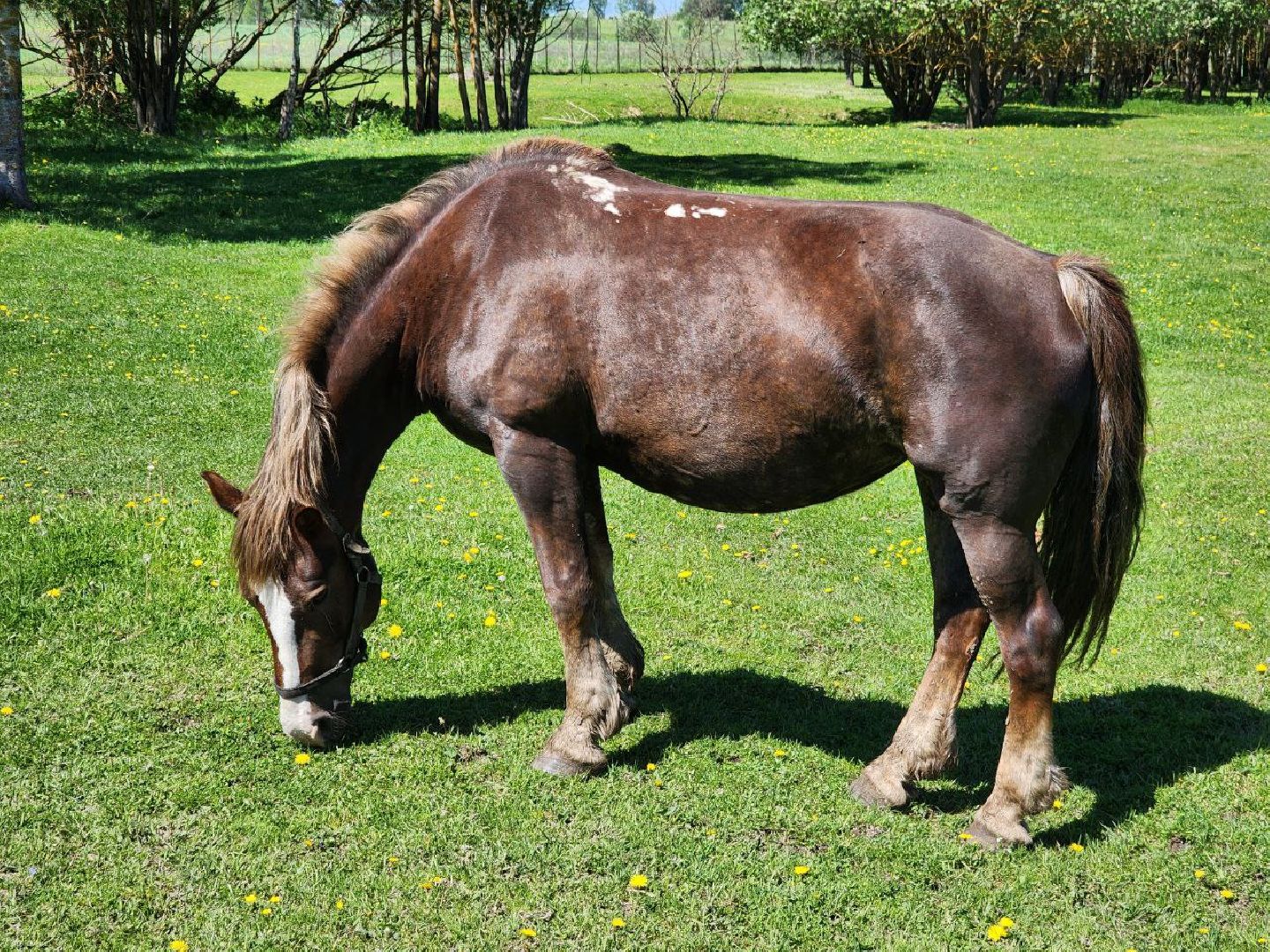 можайск, можайский городской округ, подмосковье, ранчо, аванпост, туризм в можайске, туризм в подмосковье, конные прогулки, кони, лошади,