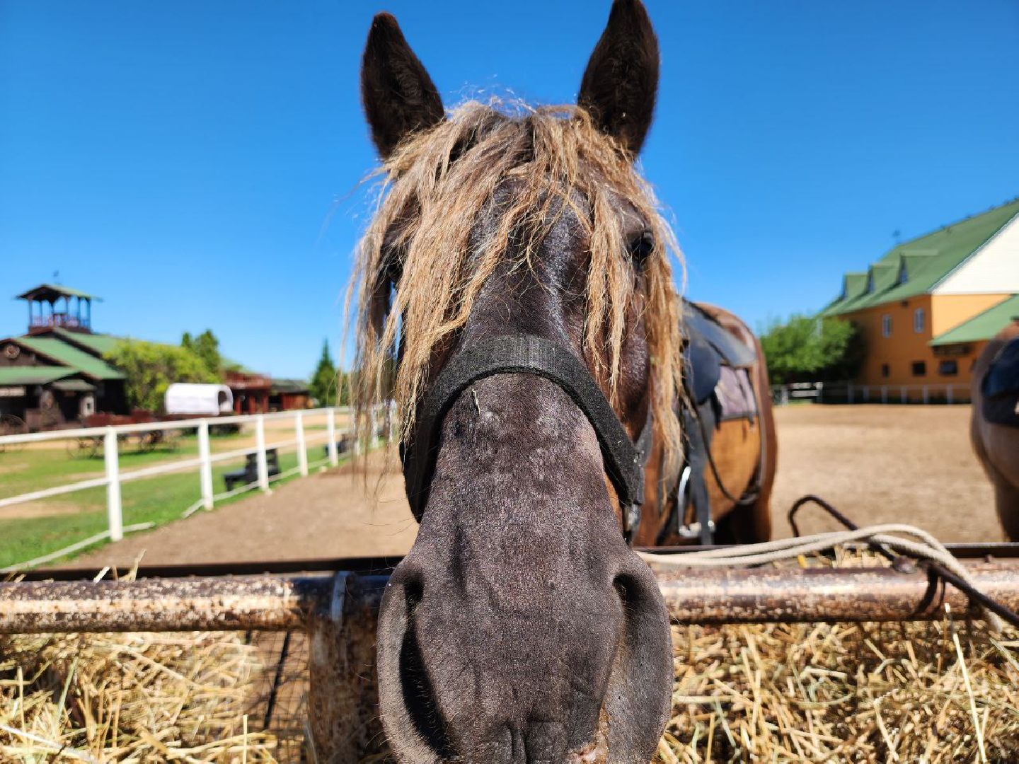 можайск, можайский городской округ, подмосковье, ранчо, аванпост, туризм в можайске, туризм в подмосковье, конные прогулки, кони, лошади,
