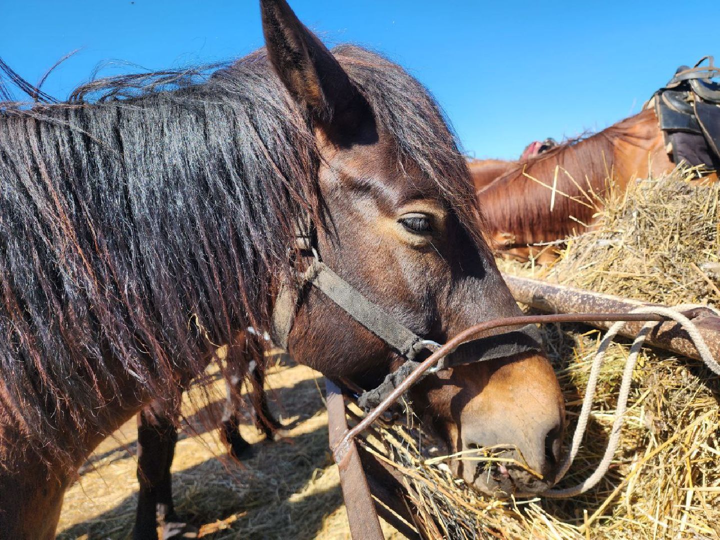 можайск, можайский городской округ, подмосковье, ранчо, аванпост, туризм в можайске, туризм в подмосковье, конные прогулки, кони, лошади,