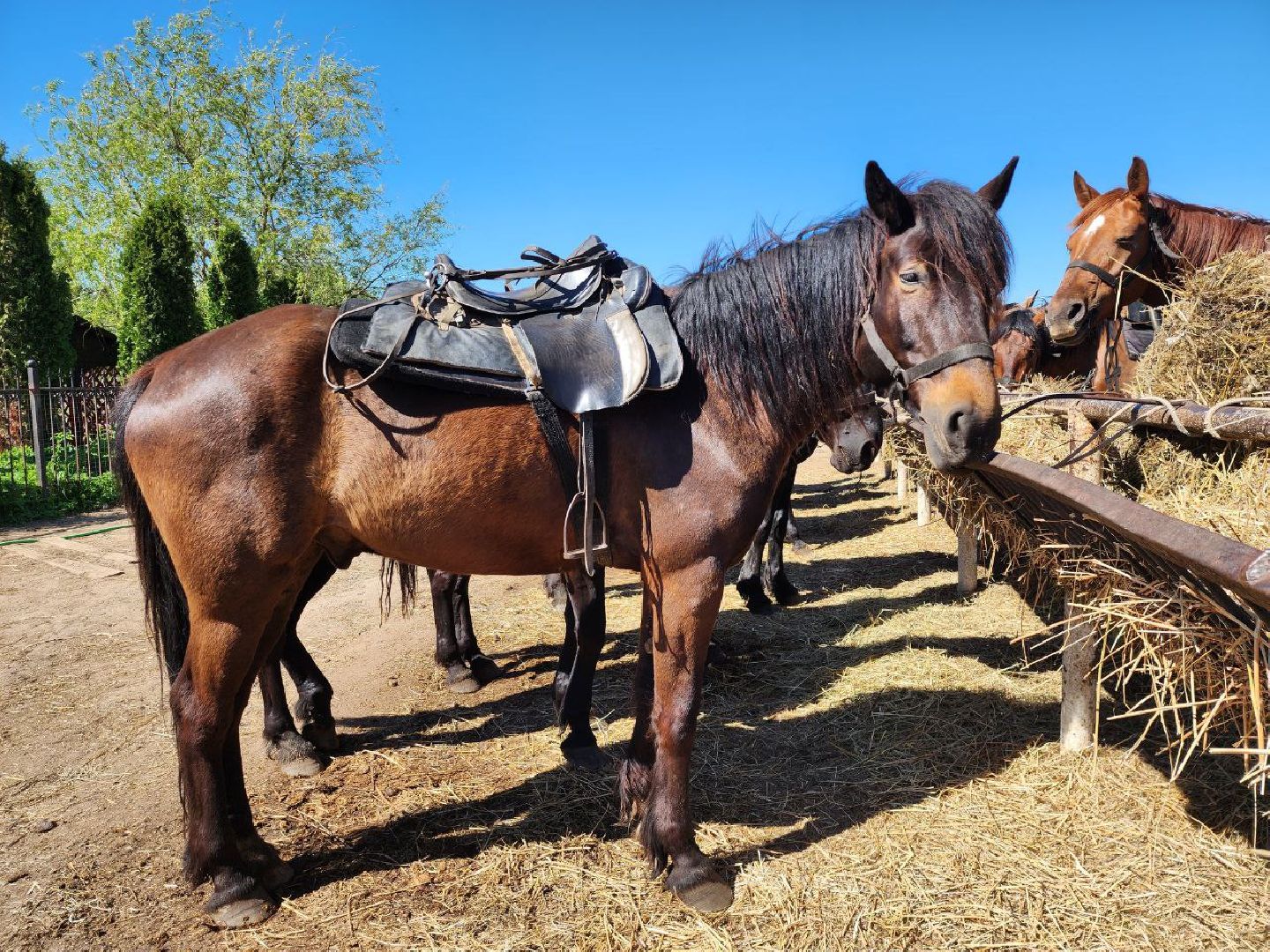 можайск, можайский городской округ, подмосковье, ранчо, аванпост, туризм в можайске, туризм в подмосковье, конные прогулки, кони, лошади,