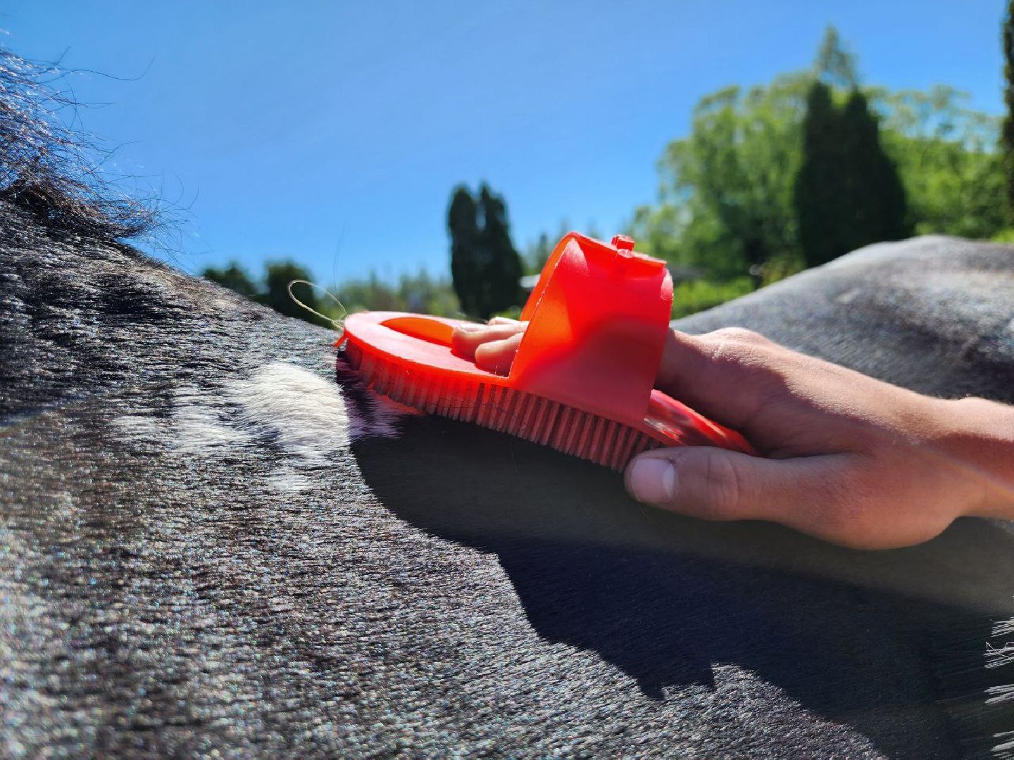 можайск, можайский городской округ, подмосковье, ранчо, аванпост, туризм в можайске, туризм в подмосковье, конные прогулки, кони, лошади,